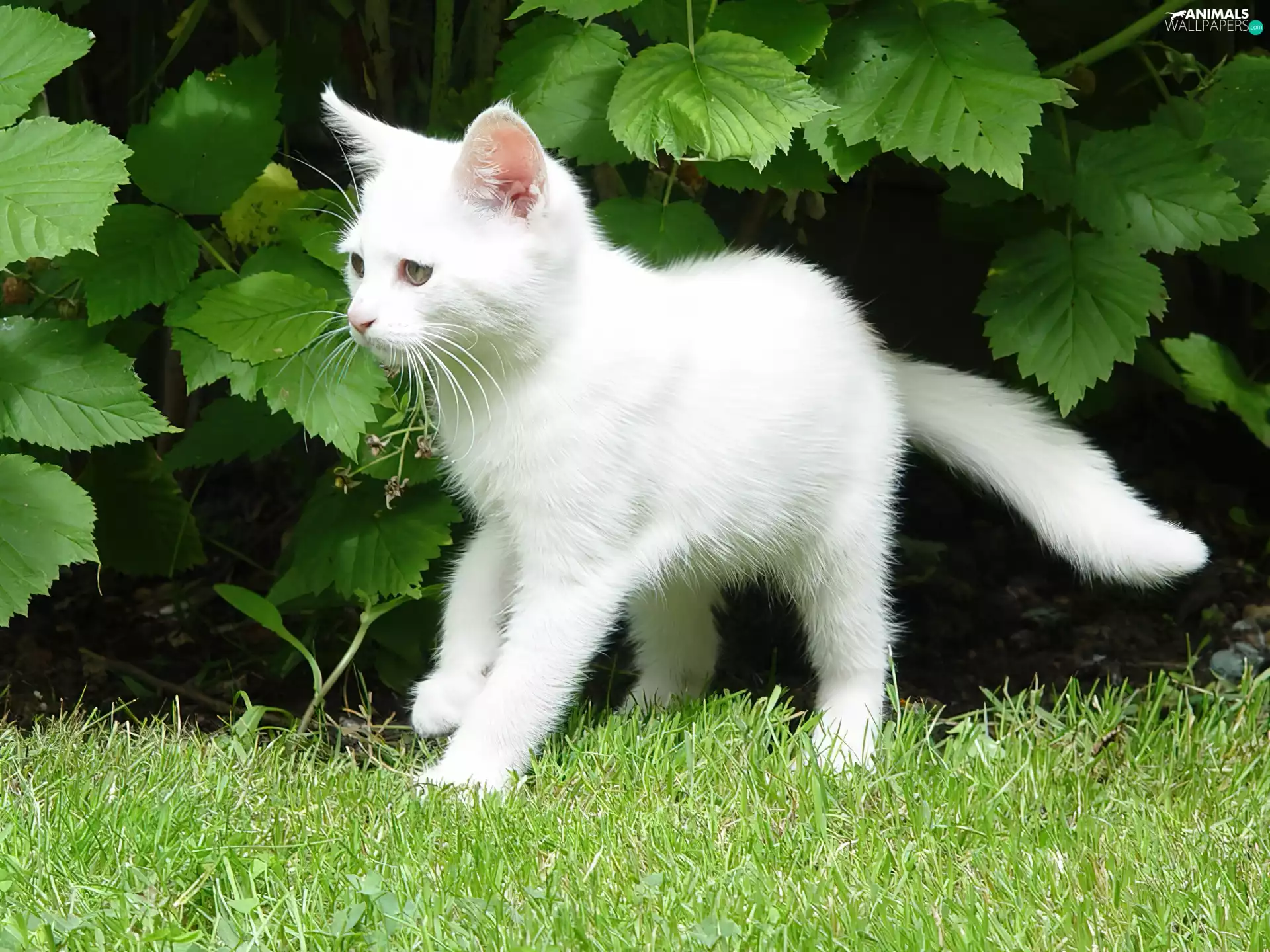 Leaf, White, kitten