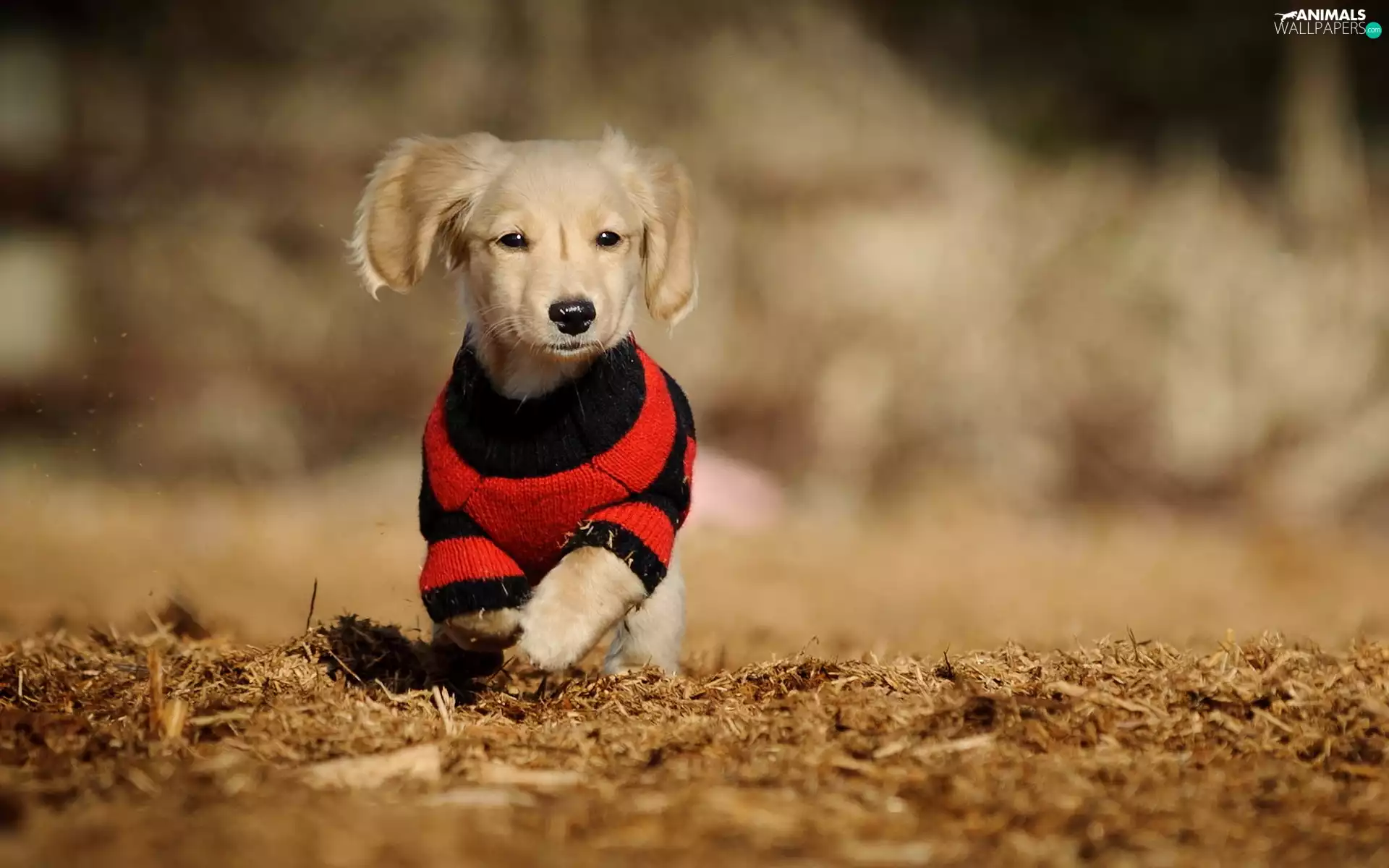 doggy, Leaf, Labrador Retriever, clothes