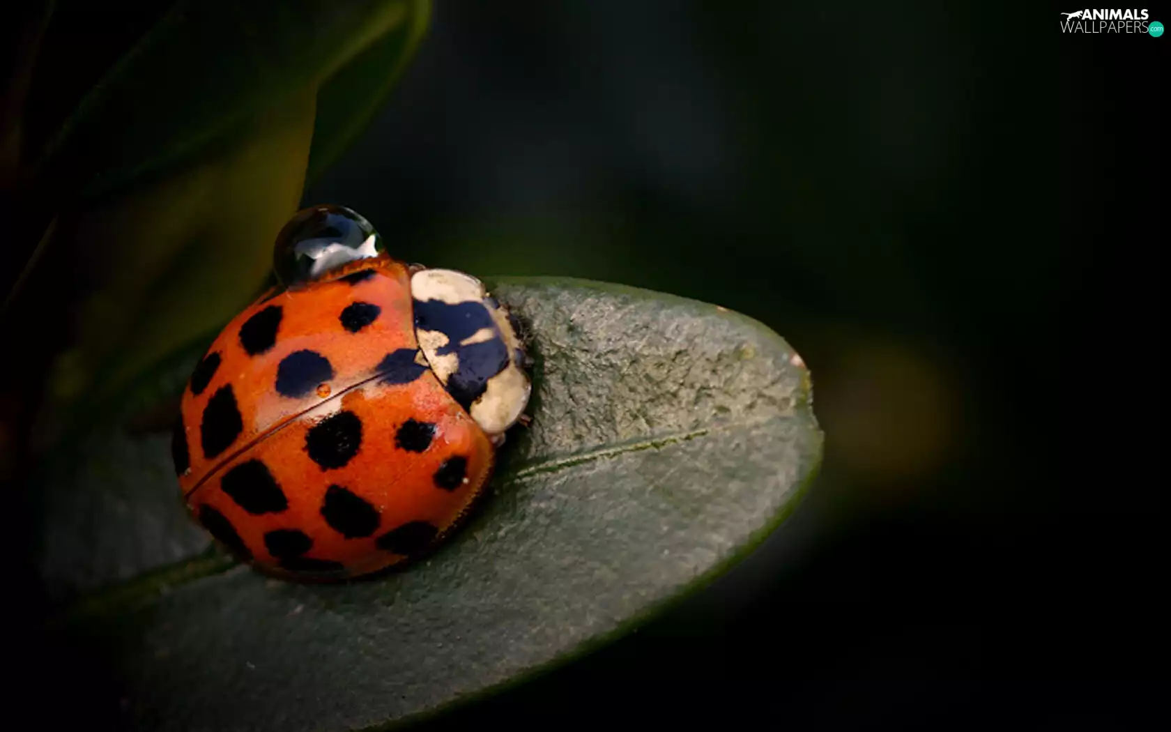 ladybird, drop, water, leaf