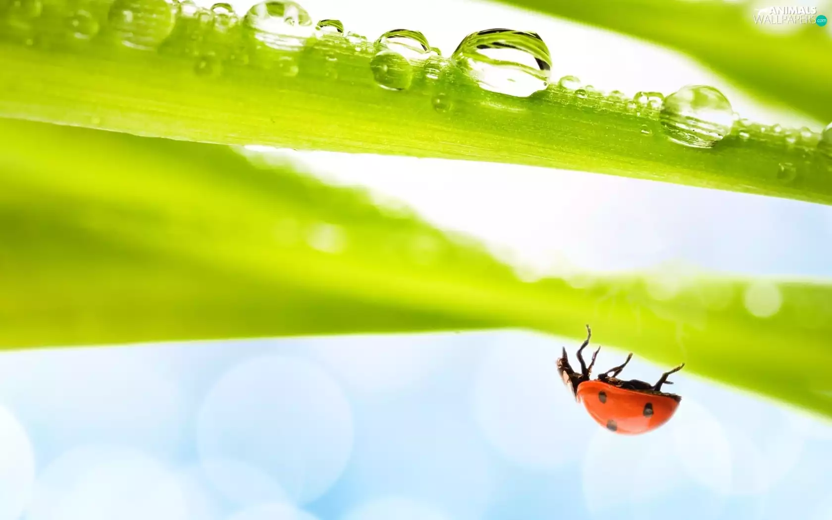 ladybird, drops, water, Leaf
