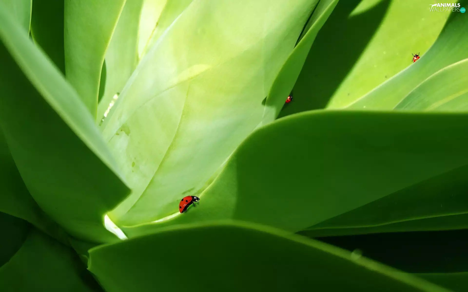 Leaf, Tiny, ladybugs