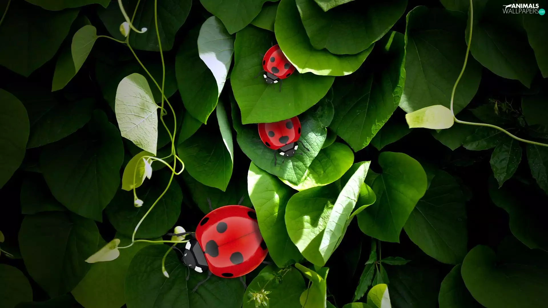 Leaf, ladybugs