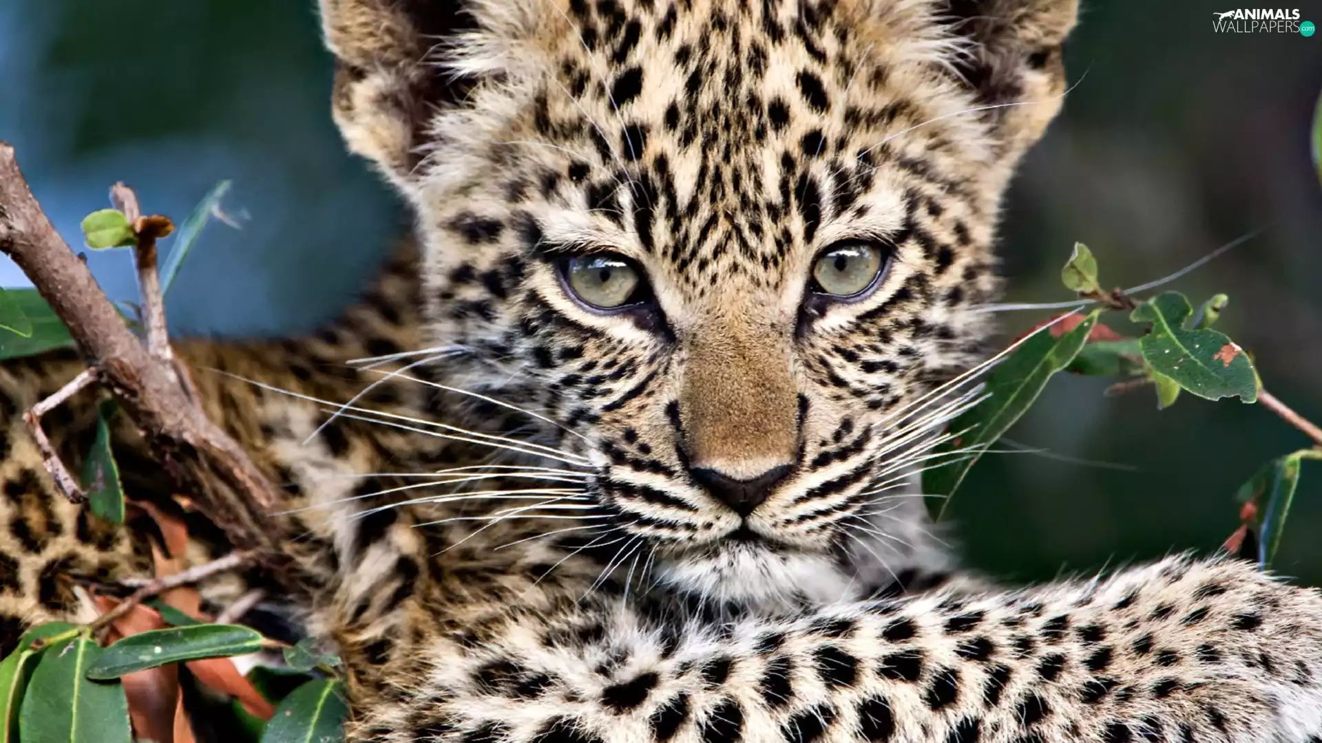 Leaf, young, Leopards