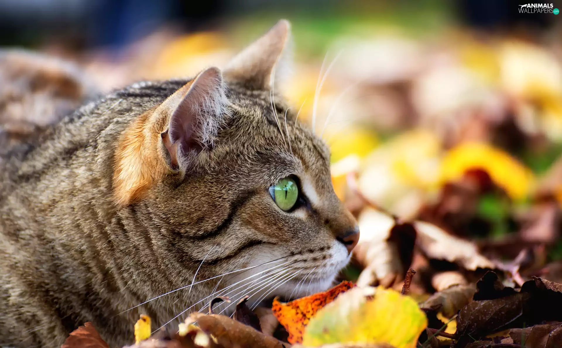 Leaf, ligh, autumn, sun, luminosity, The look, cat, flash