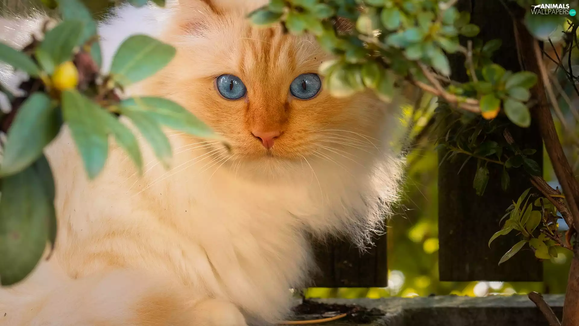 Blue Eyed, lying, Leaf, Fance, cat, ginger