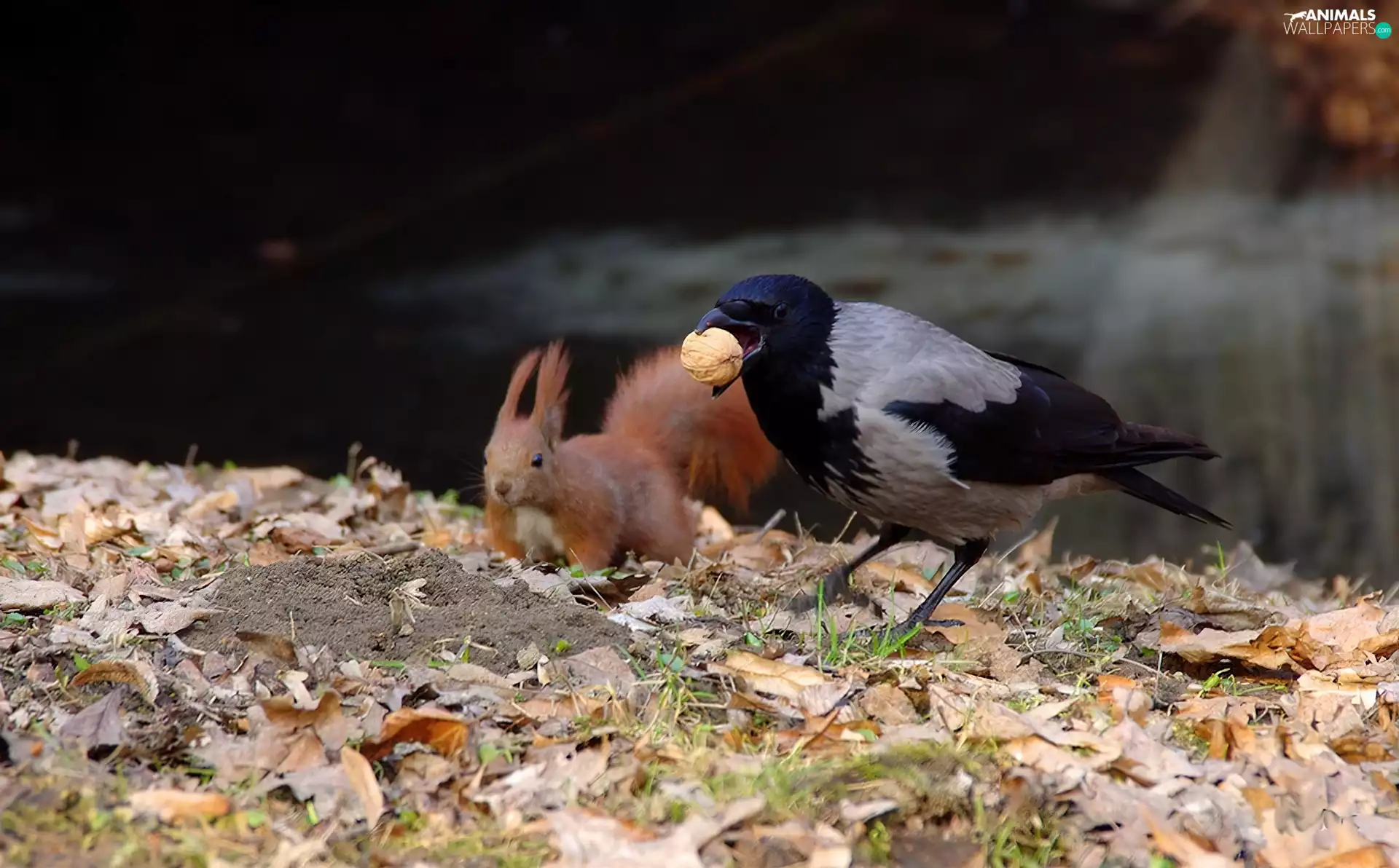 nut, Leaf, magpie, Hairs, squirrel