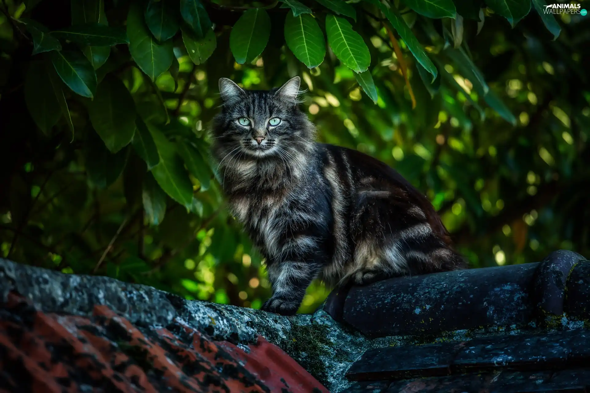 cat, the roof, Leaf, Maine Coon
