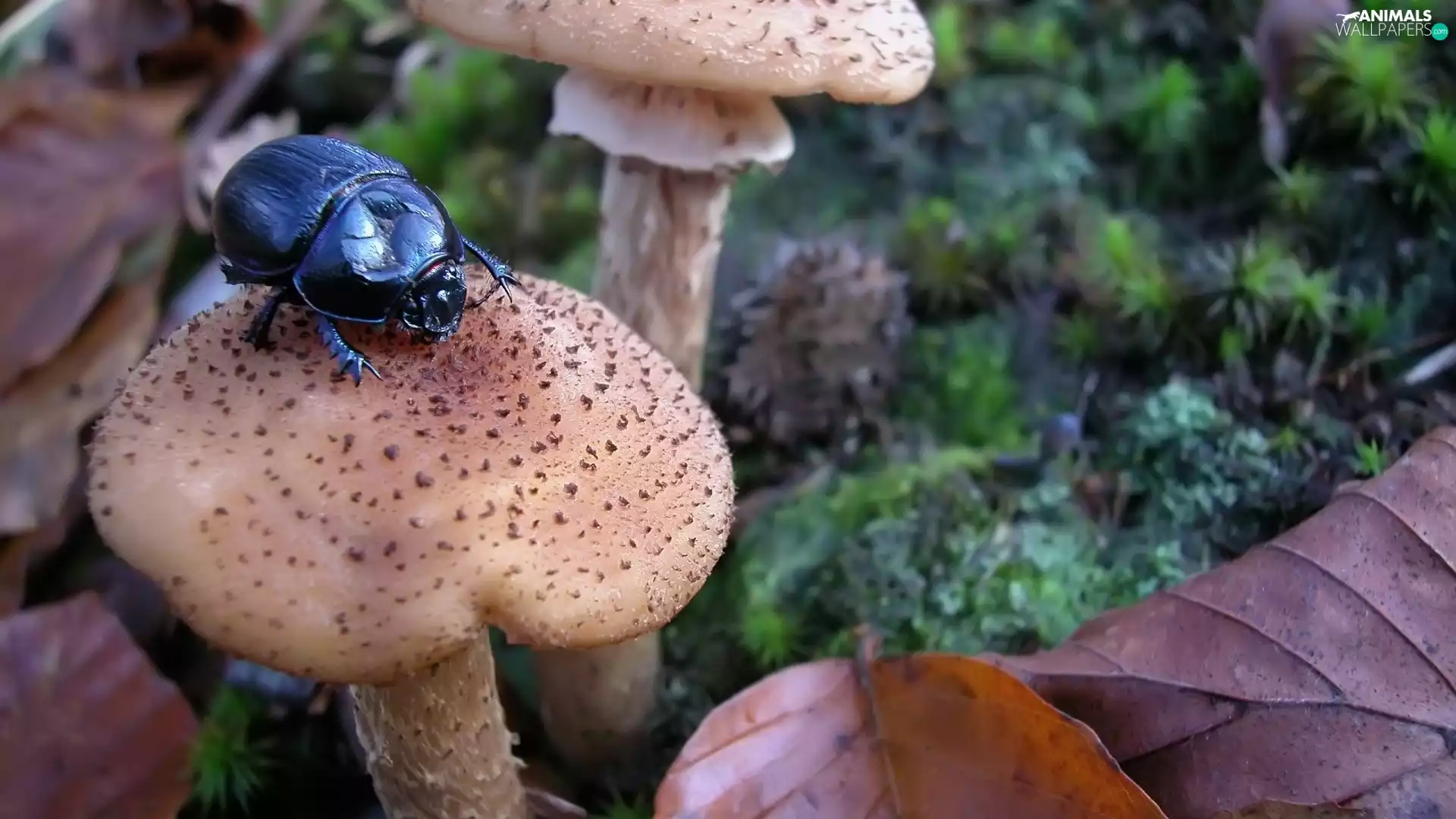 Leaf, beetle, mushrooms