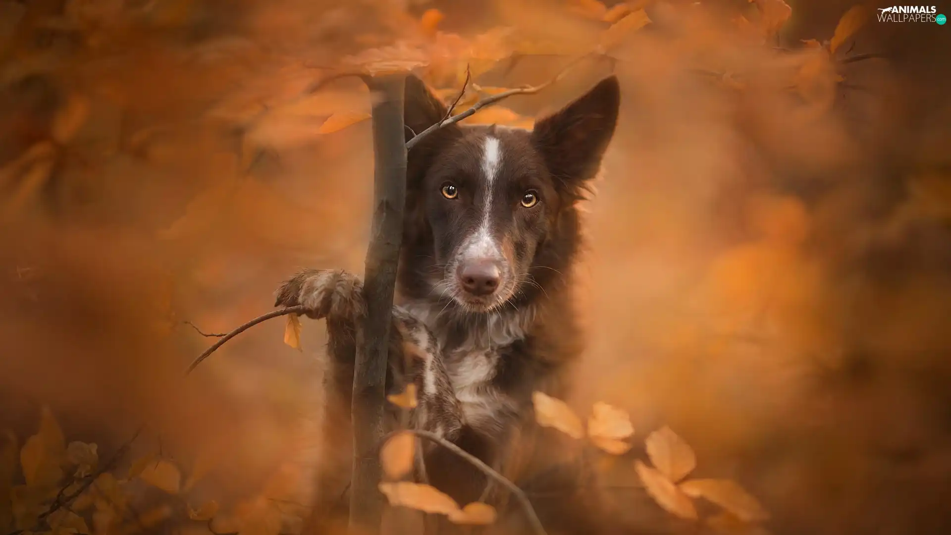 sapling, Border Collie, fuzzy, muzzle, dog, Leaf, background