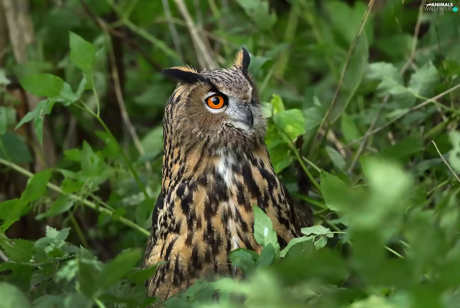 owl, green ones, Leaf, eagle-owl