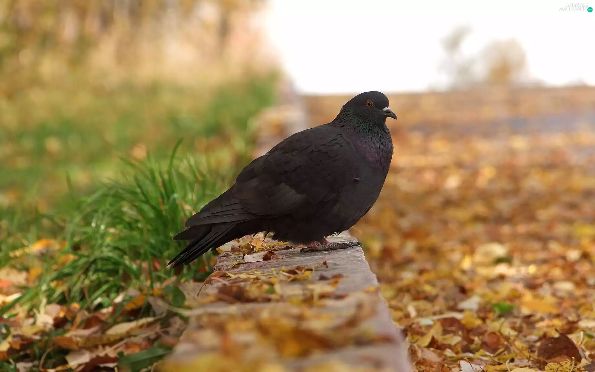 Leaf, Black, pigeon