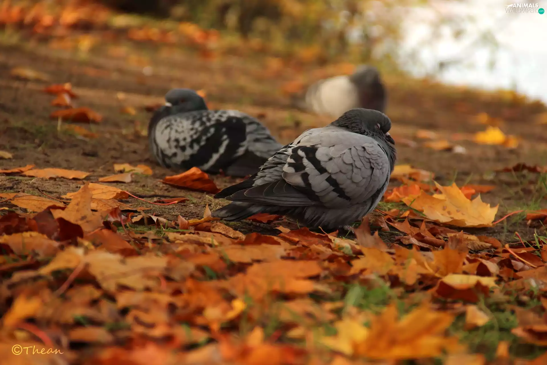 Autumn, Leaf, pigeon, dry, Gray