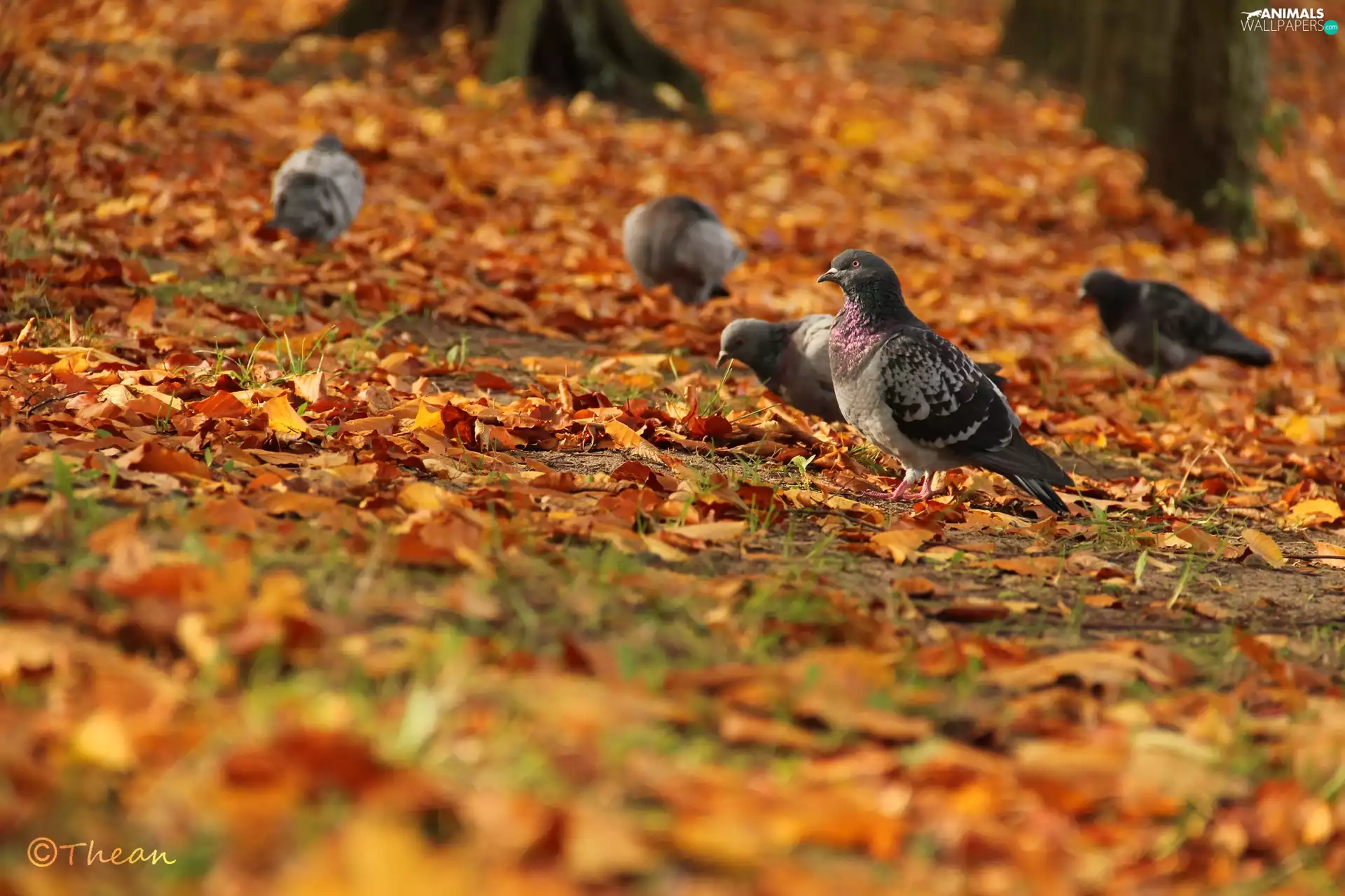 Autumn, Leaf, pigeon, dry, Gray