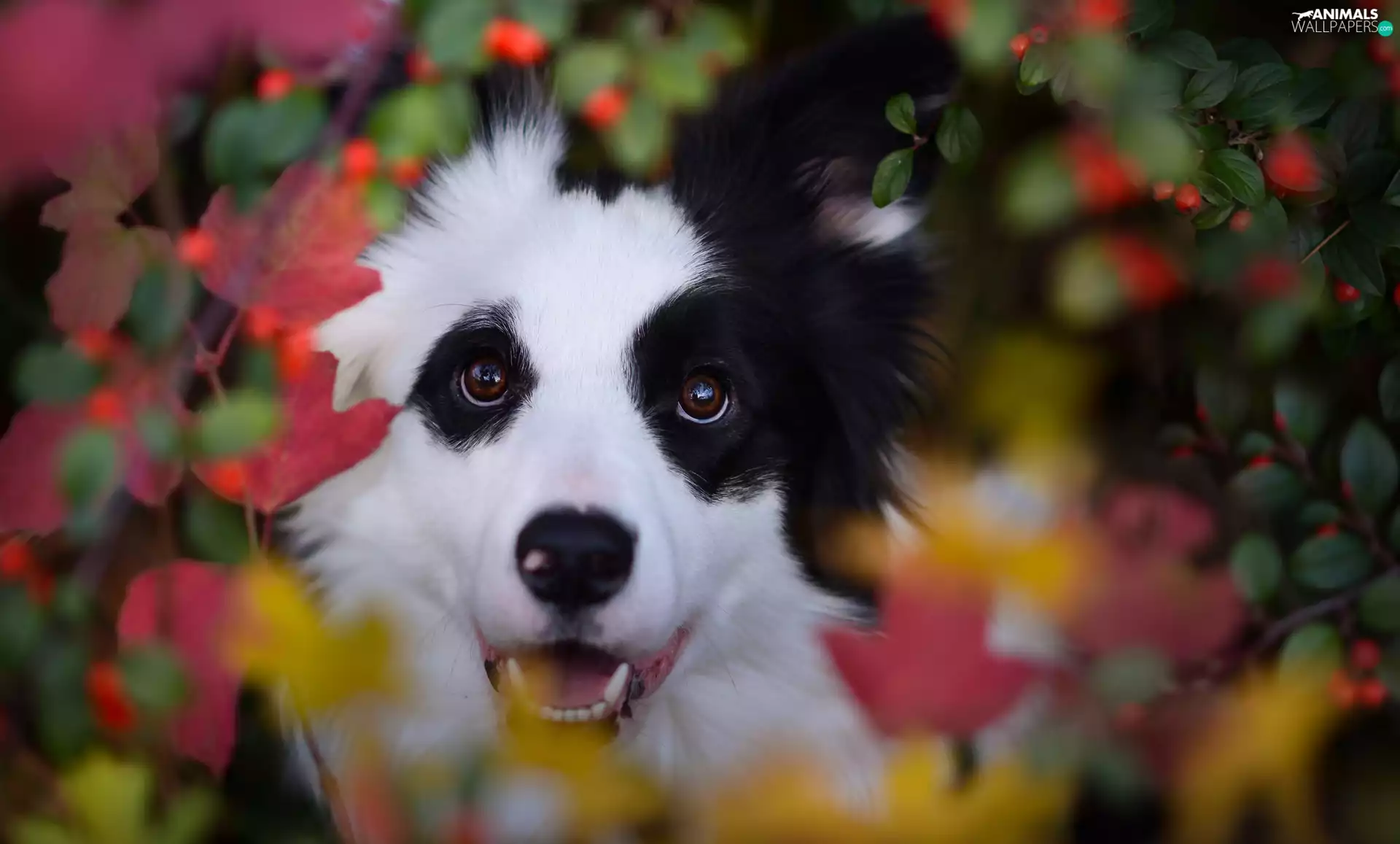 Plants, Border Collie, Leaf