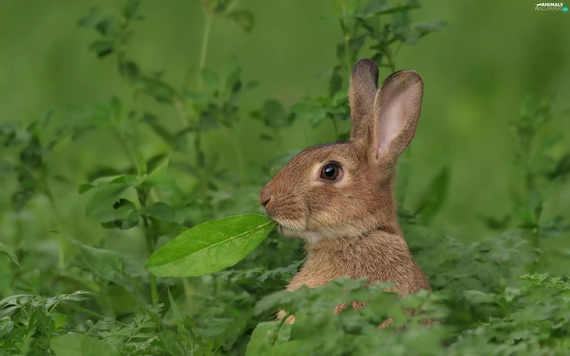 Plants, Wild Rabbit, leaf