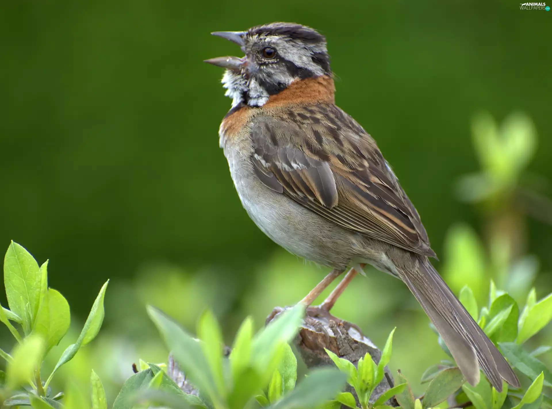 Leaf, Zonotrichia, plover