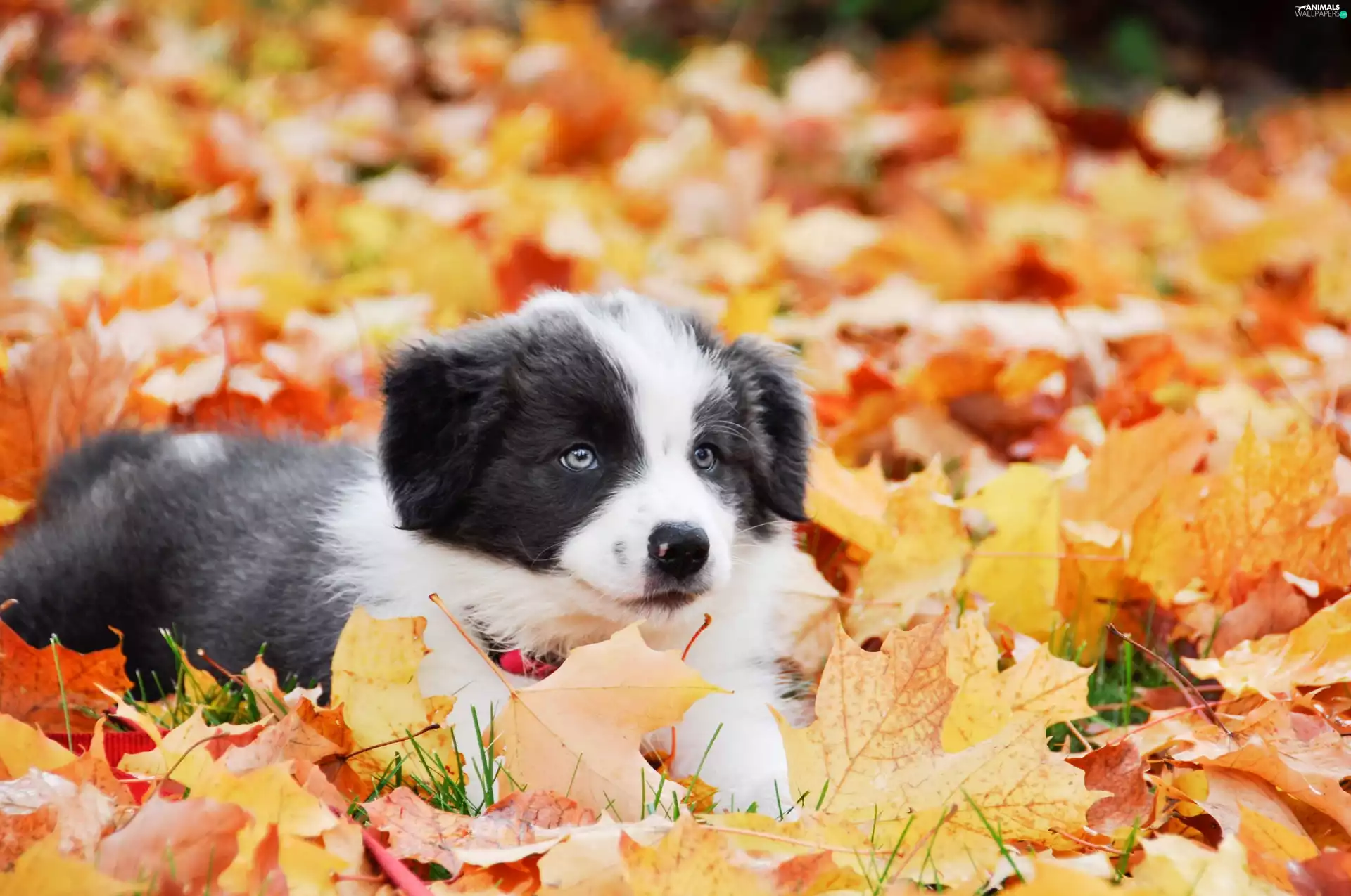 autumn, Leaf, puppie, dog, honeyed