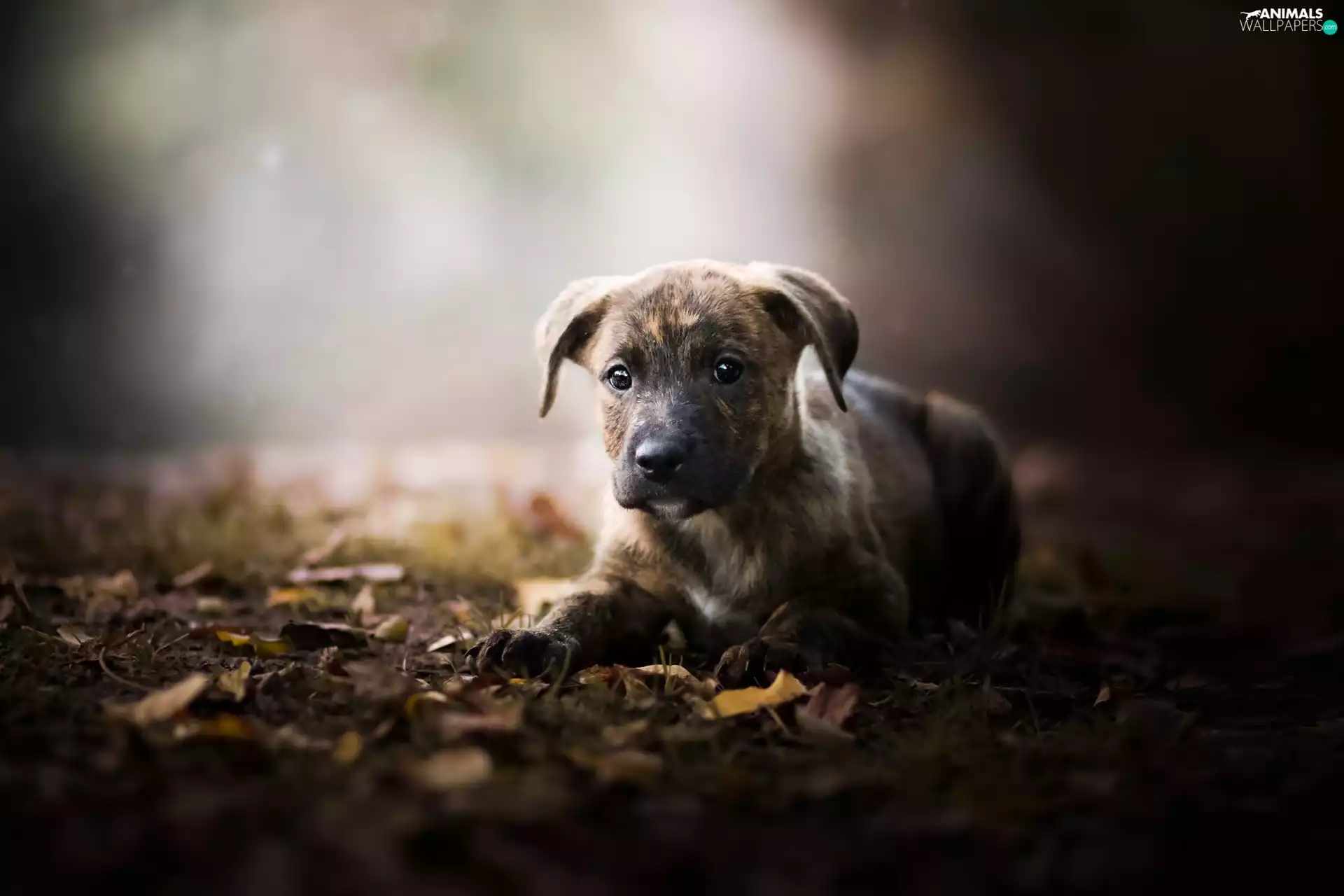 Leaf, honeyed, Puppy