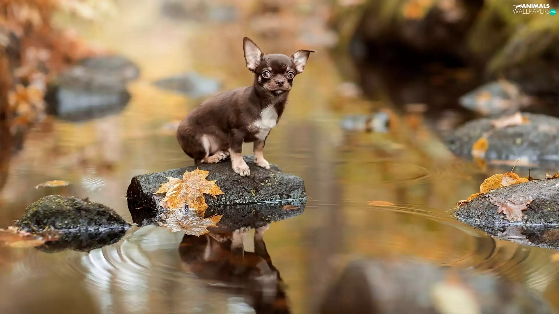 Short-haired Chihuahua, Leaf, Stones, River