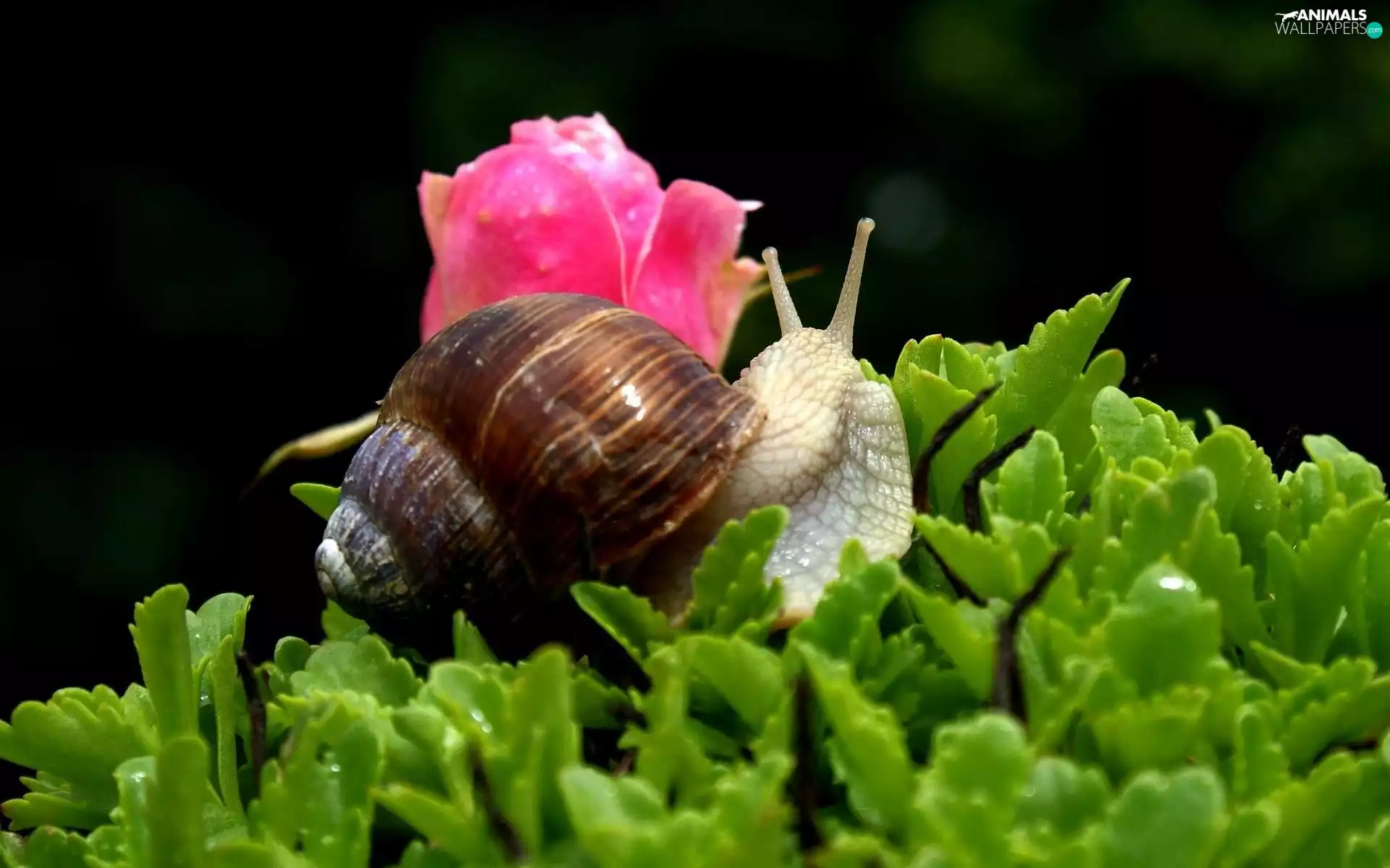 Leaf, snail, rose