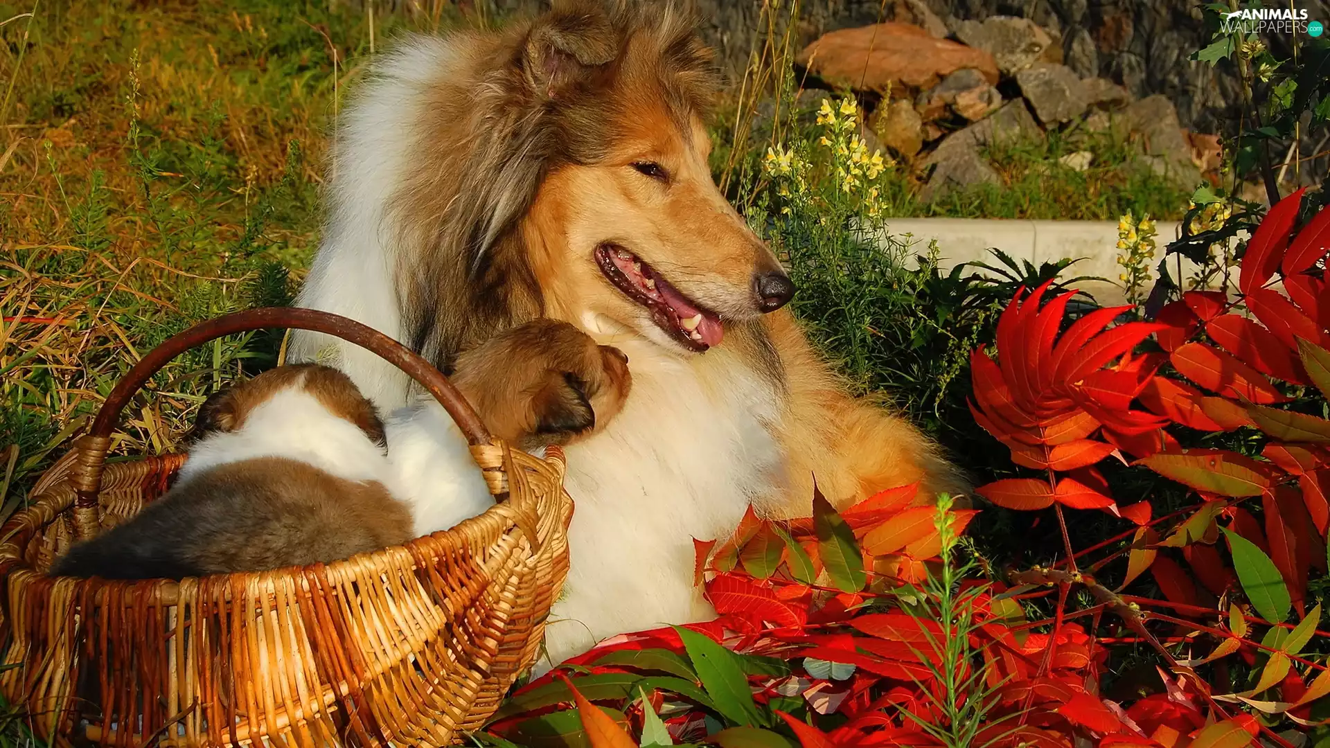 Scottish shepherds, Autumn, Leaf