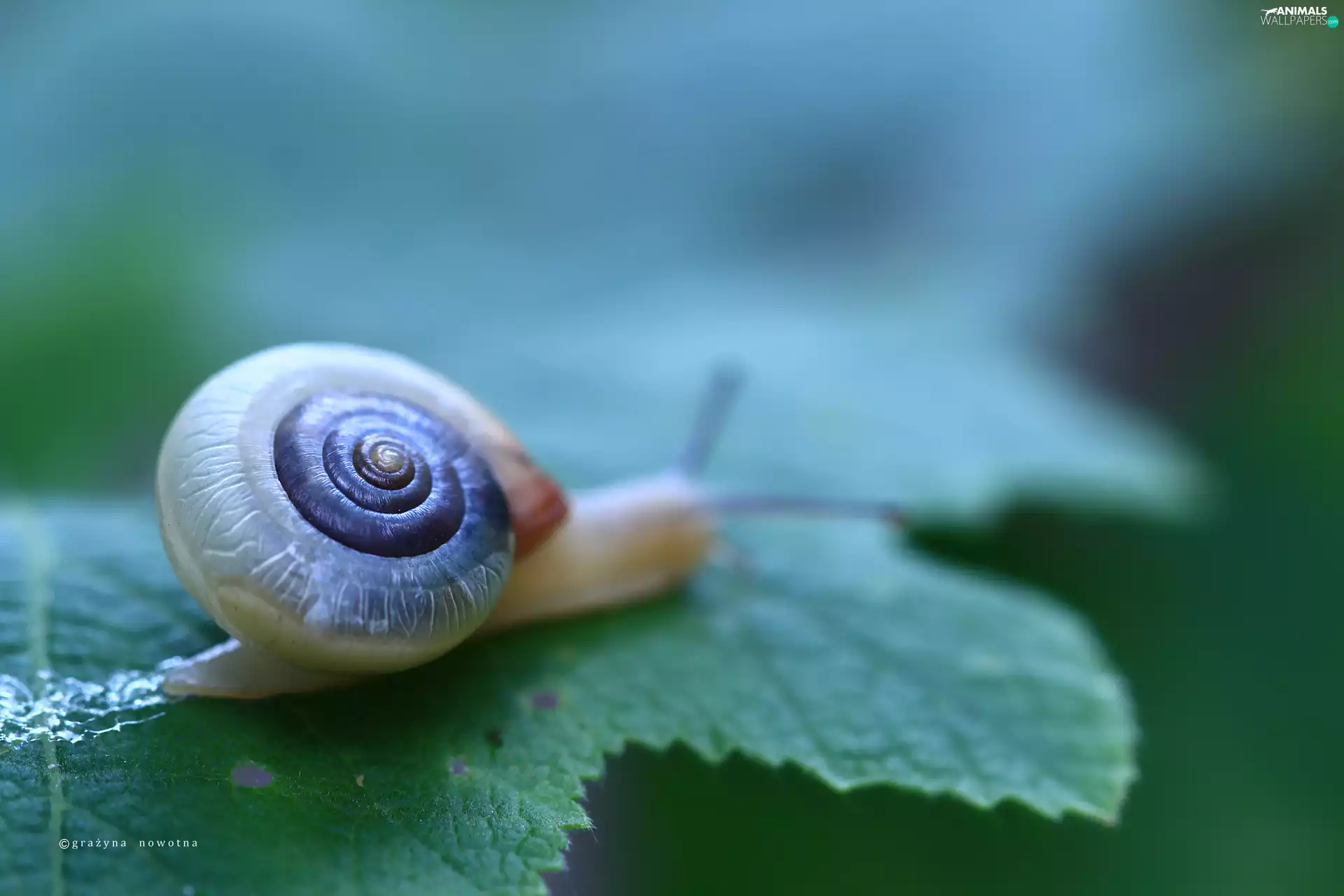 leaf, snail, shell