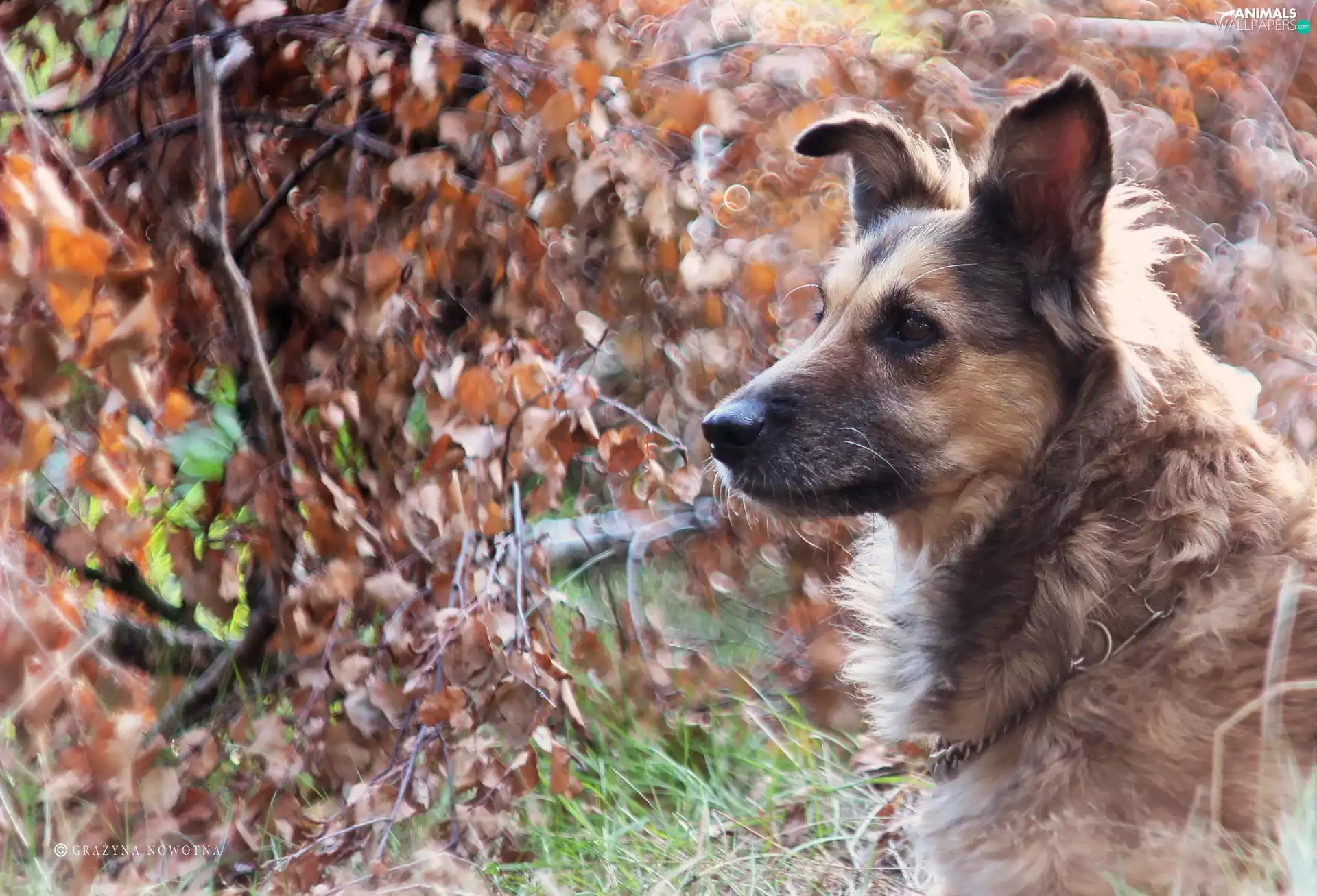 dry, Leaf, Shila, mongrel, dog