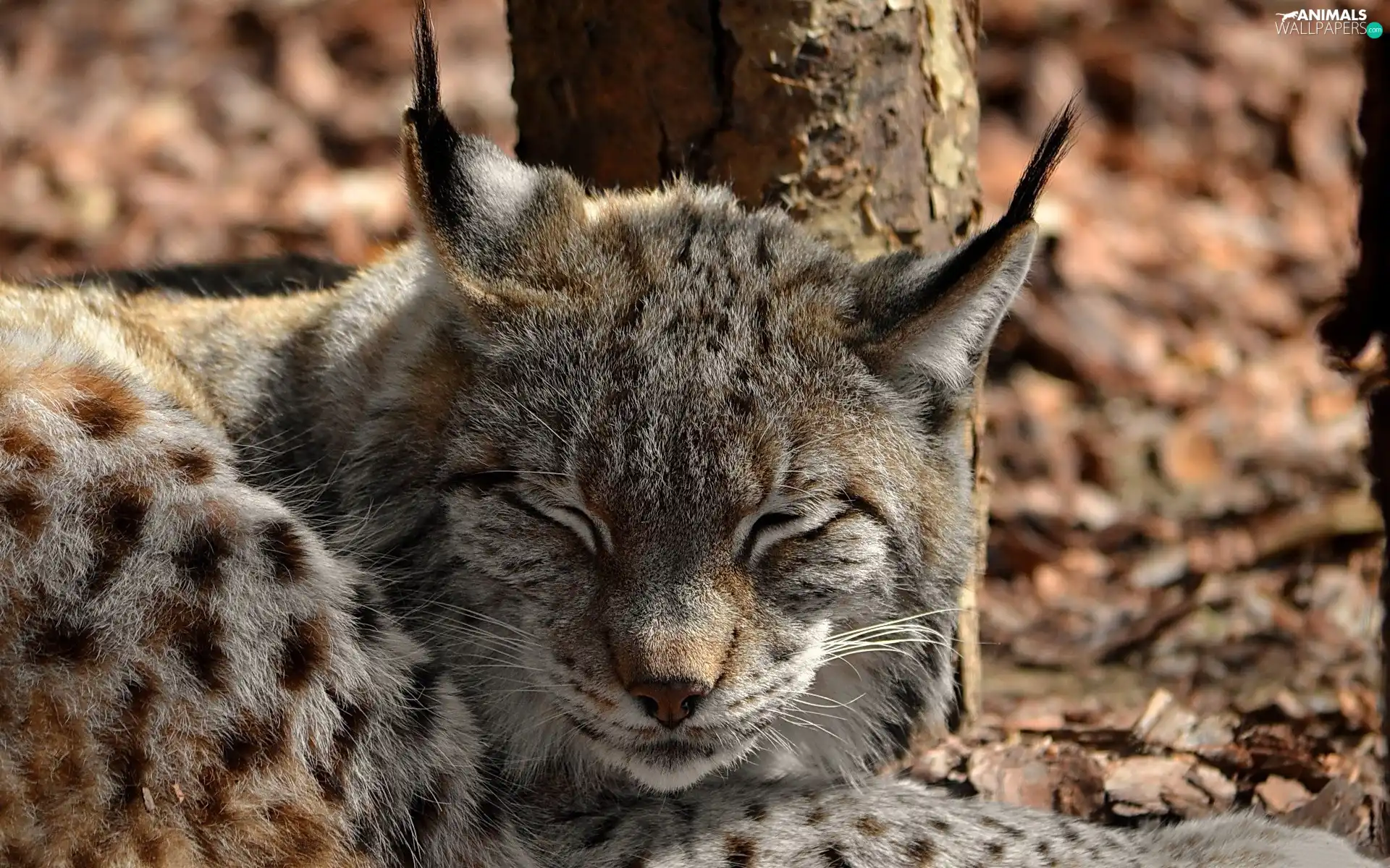 sleepy, forest, Leaf, Lynx