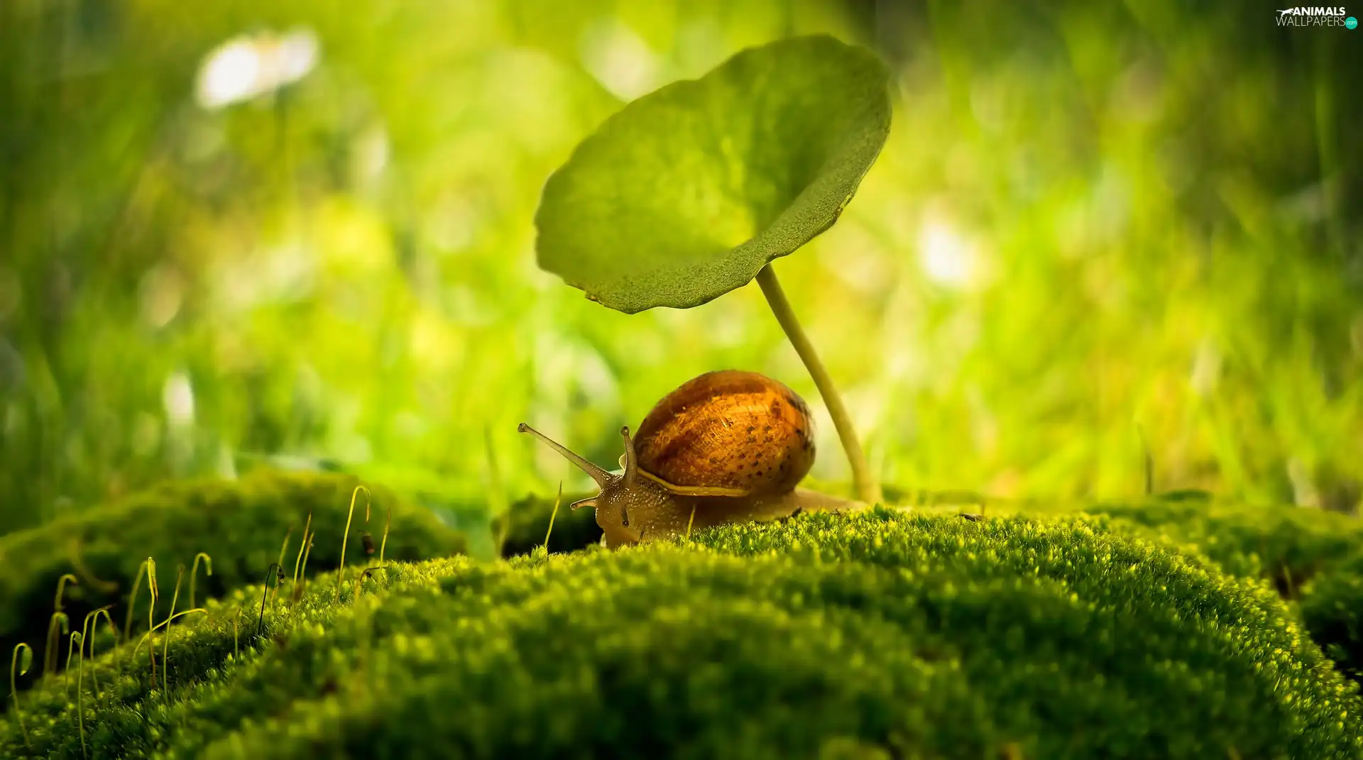 snail, Moss, Close, leaf