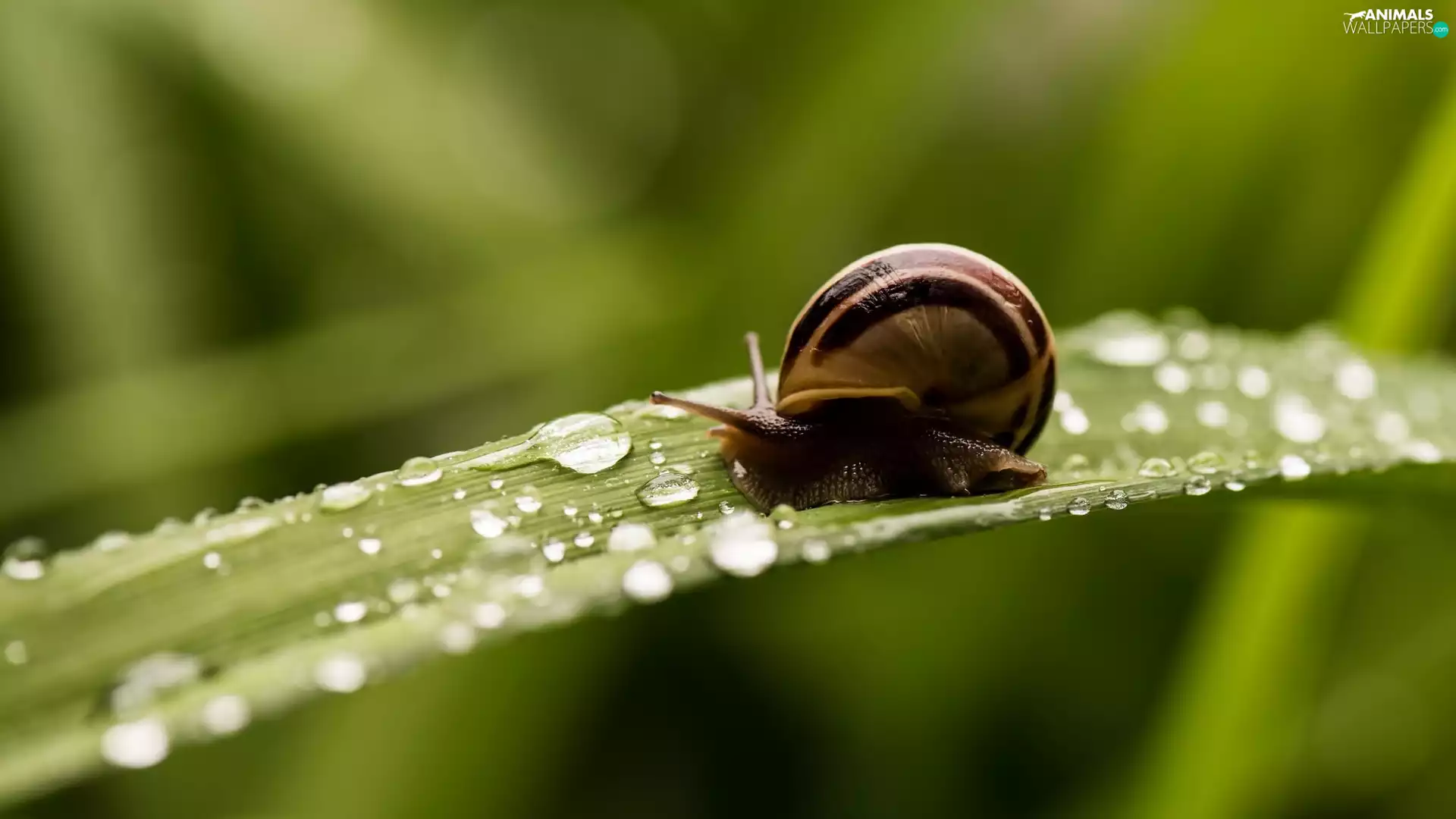 snail, drops, water, leaf