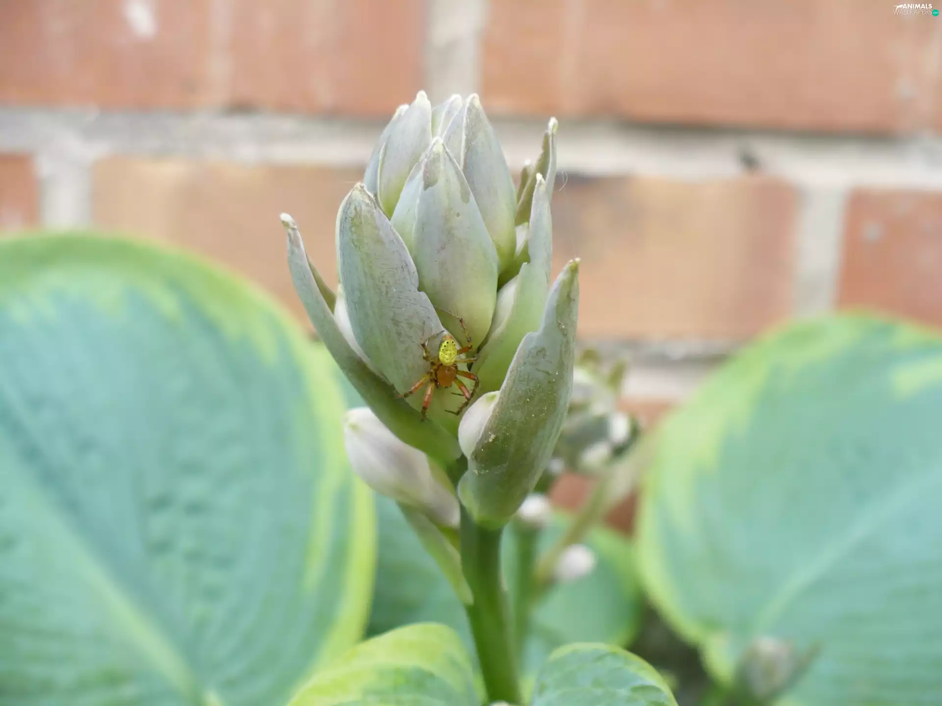 Spider, wall, brick, Leaf