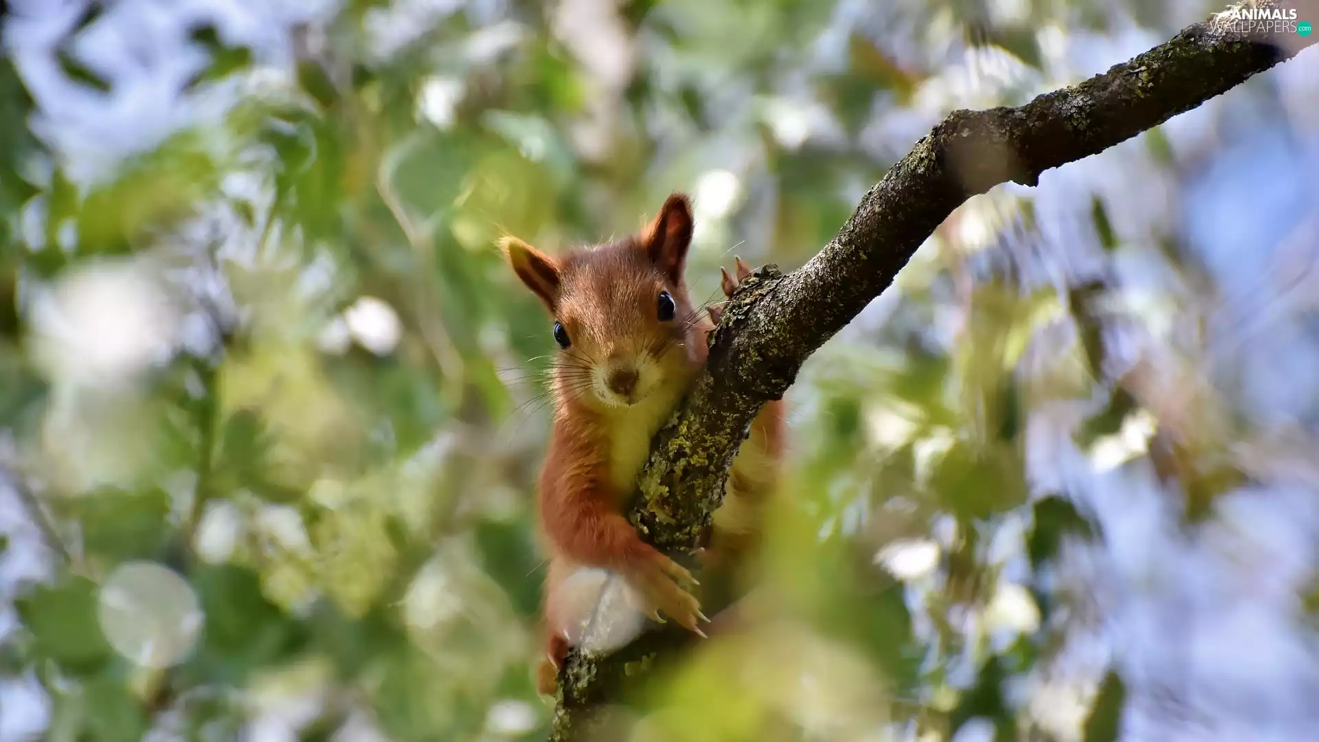 fuzzy, Leaf, squirrel, branch, Ginger