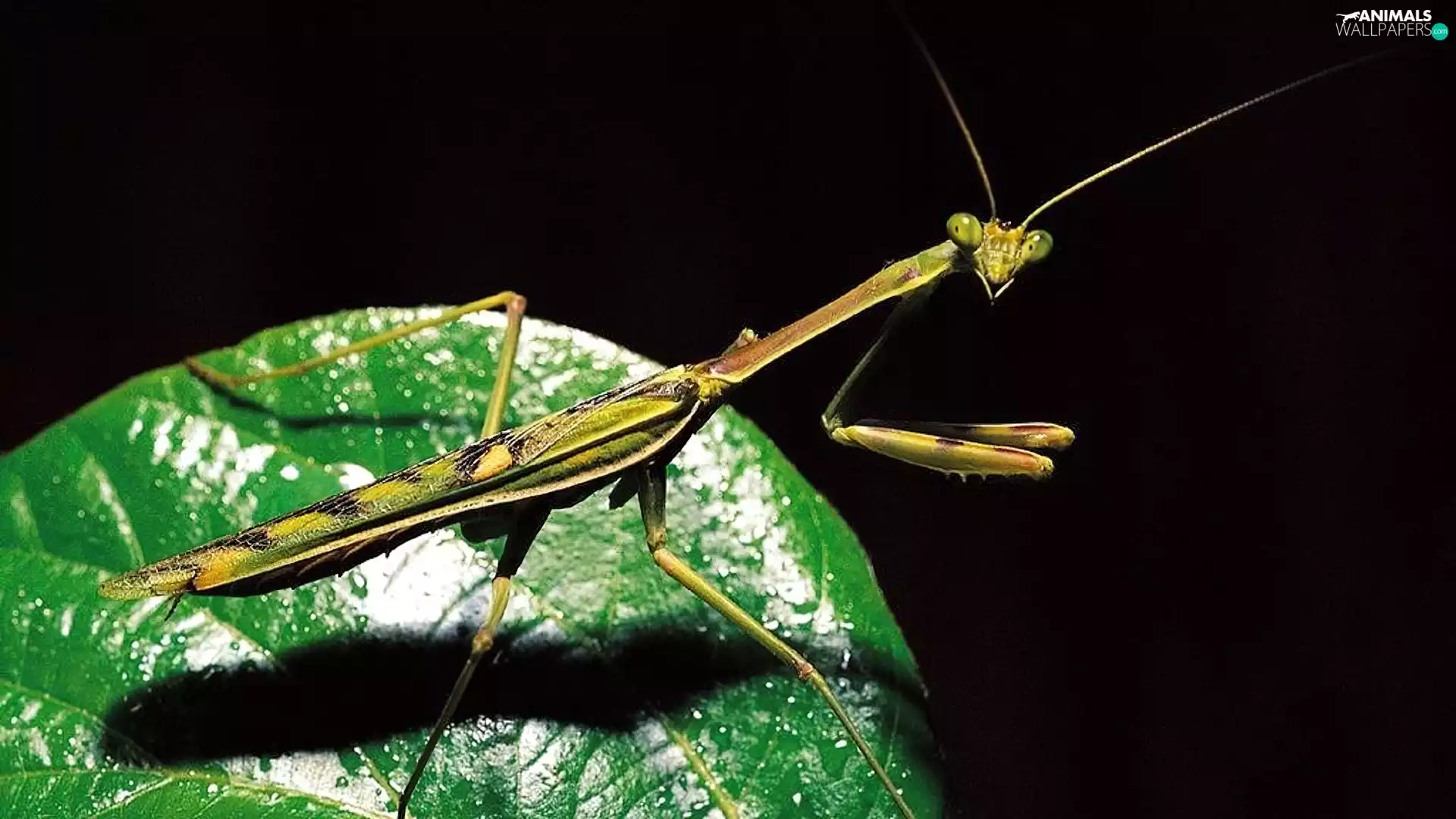 stick insect, Green, leaf