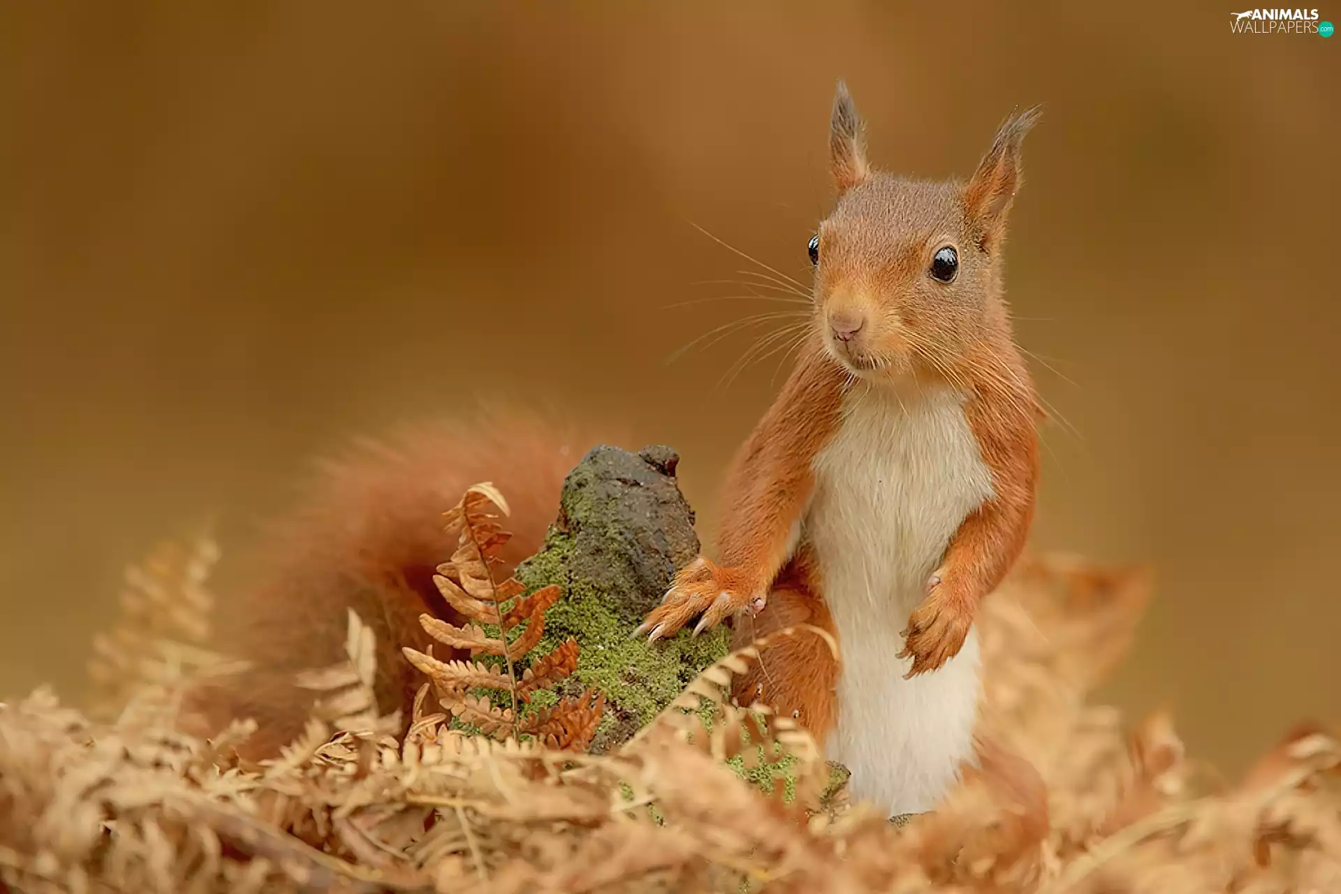 Leaf, squirrel, Stone