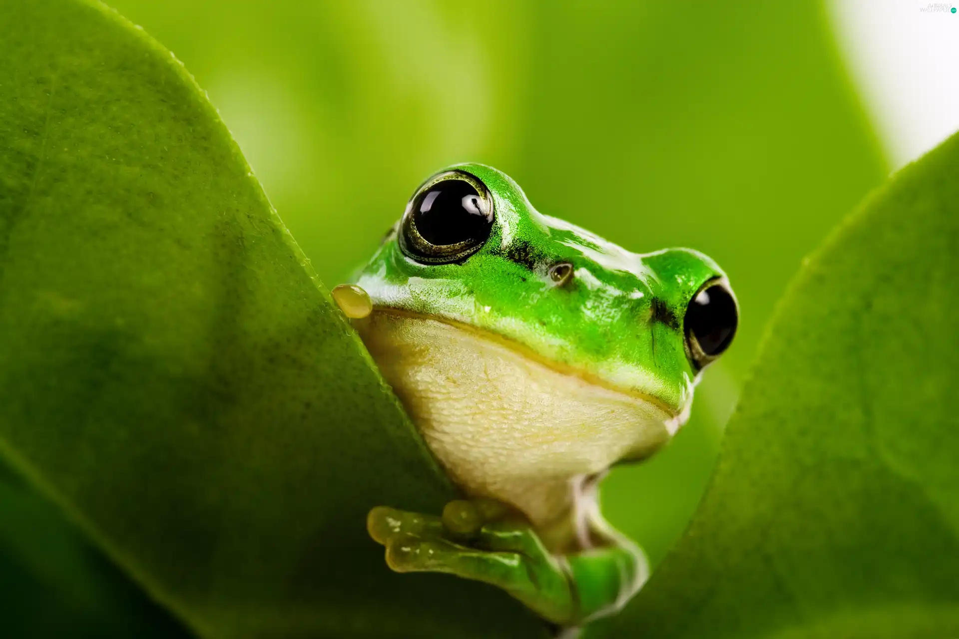 A friendly, an, leaf, strange frog