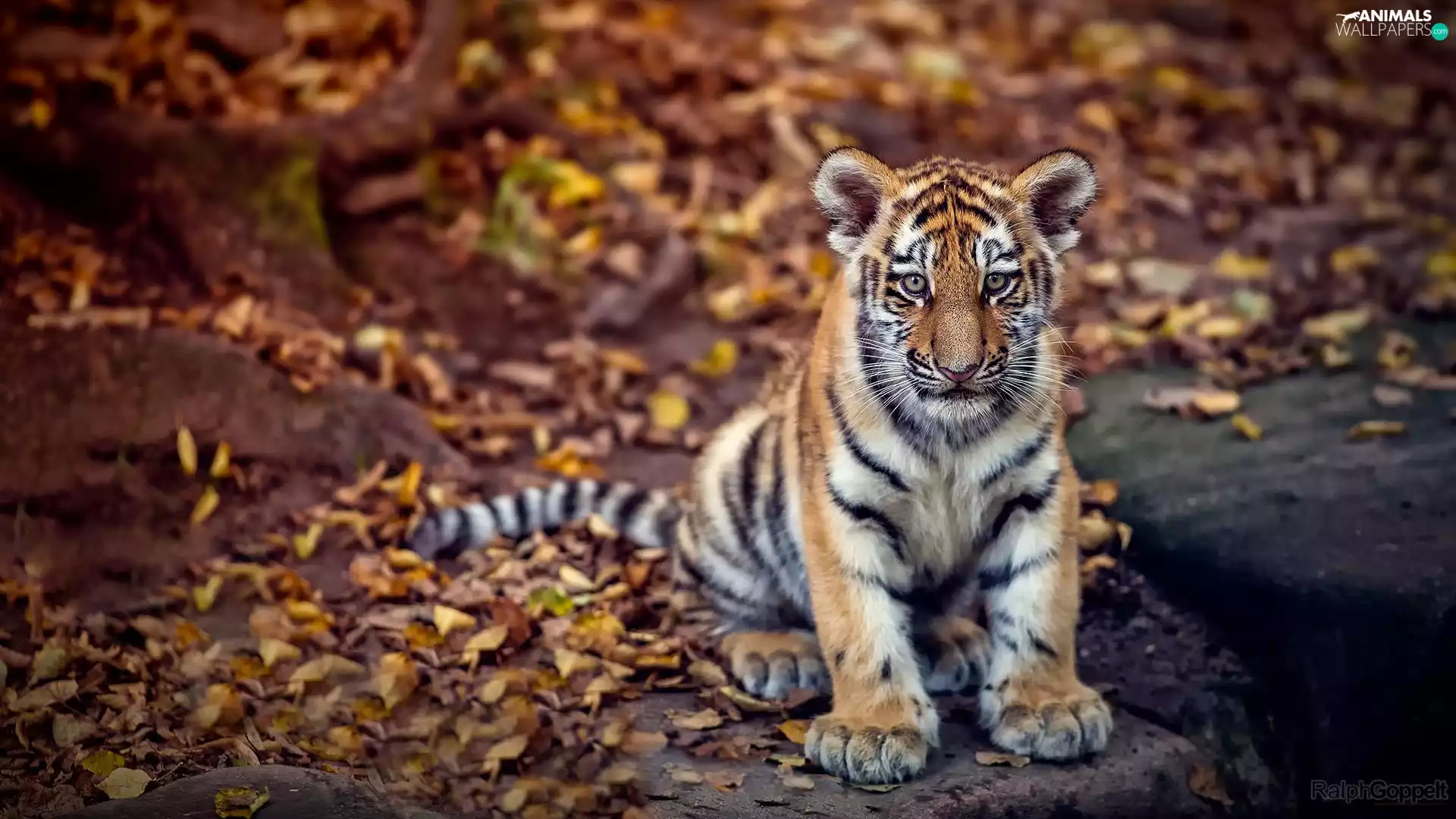 Leaf, tiger, tiger