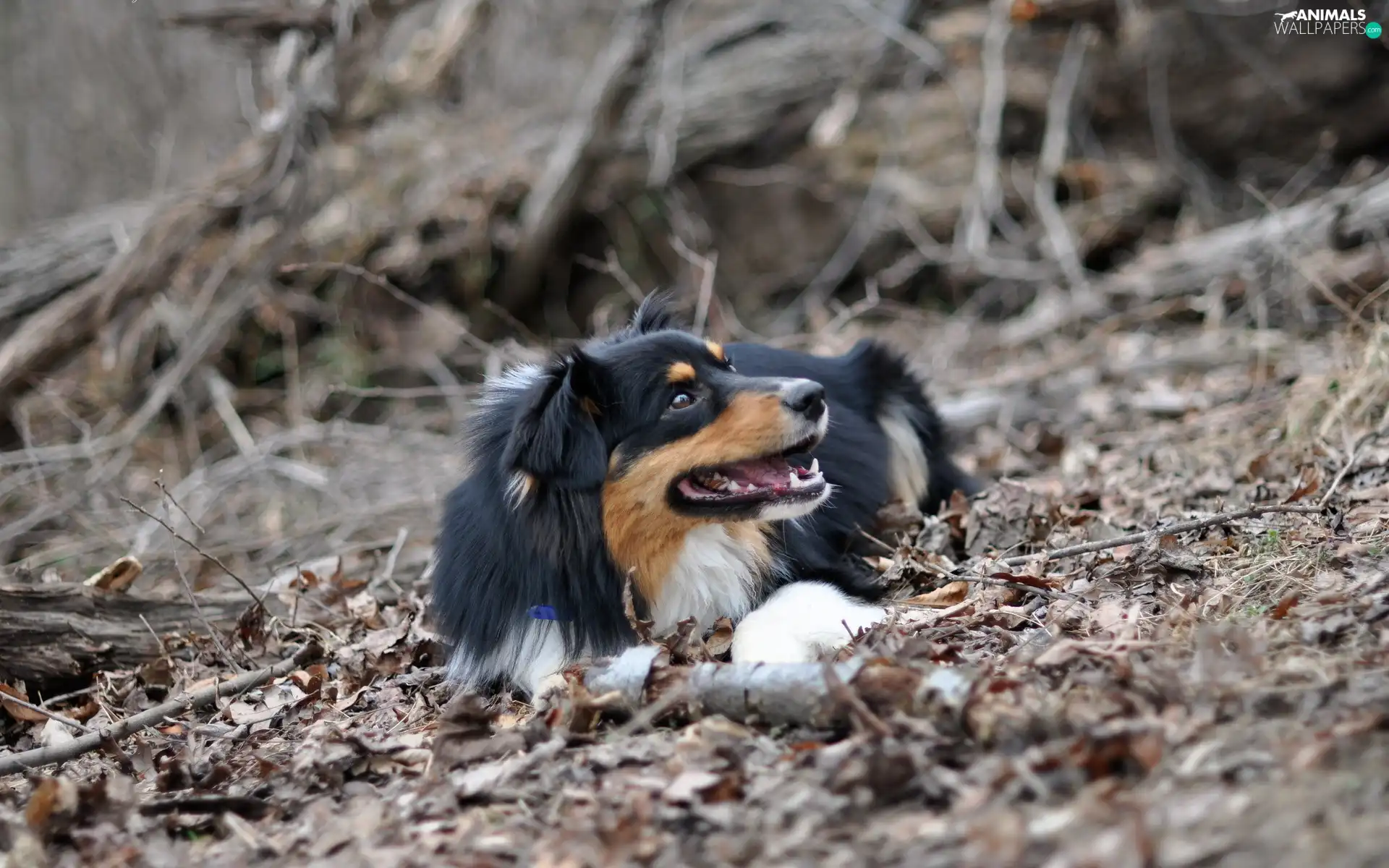 dry, Leaf, trees, viewes, dog