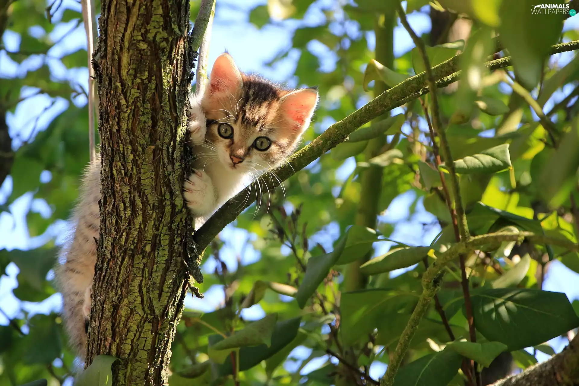 Leaf, kitten, trees