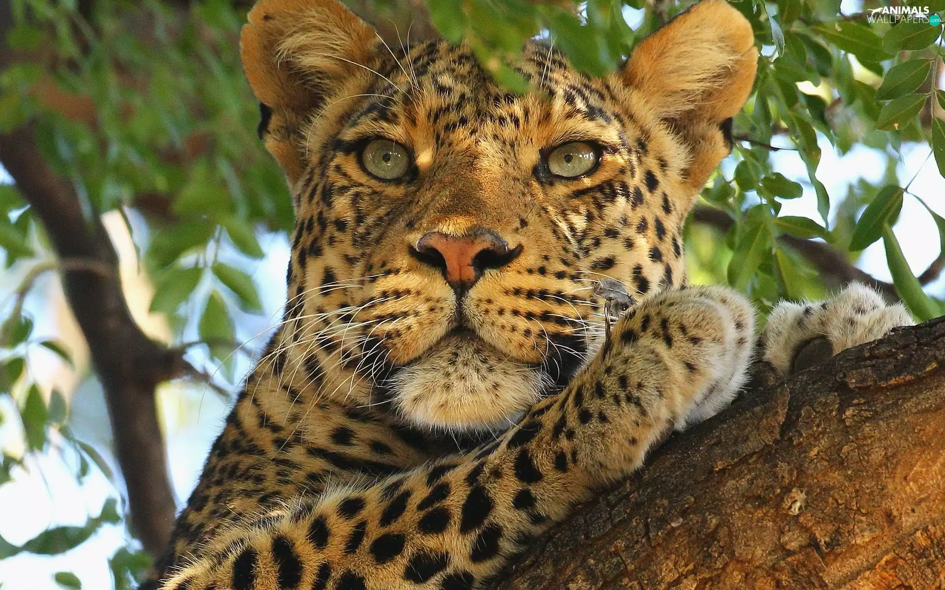 Leaf, Leopards, trees