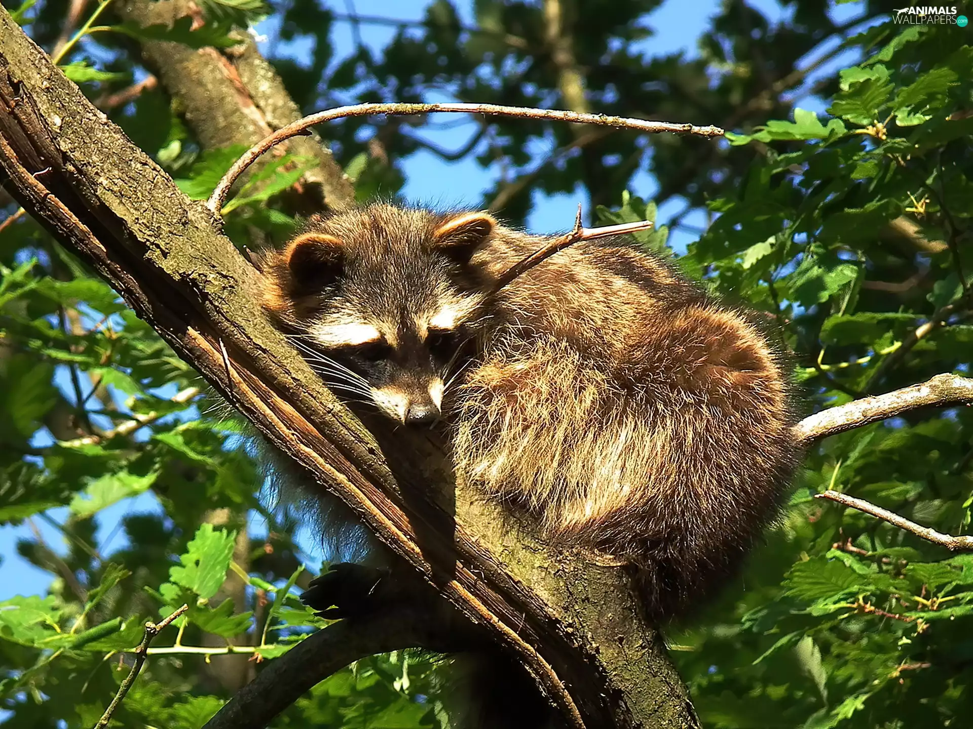 Leaf, raccoon, trees