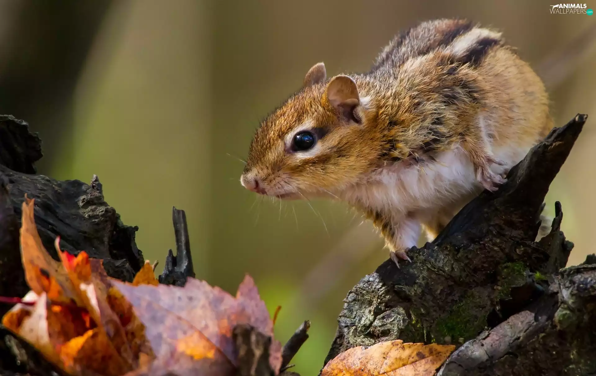 Leaf, squirrel, trees