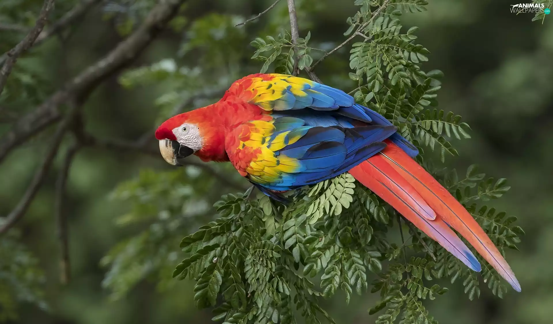 parrot, Leaf, twig, Scarlet Macaw
