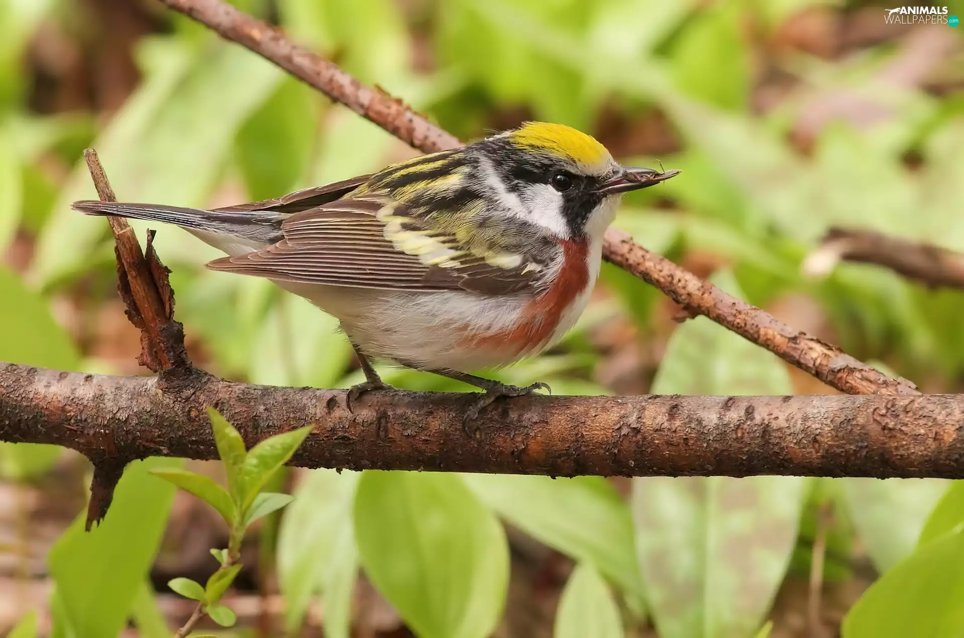 Leaf, birdies, Twigs