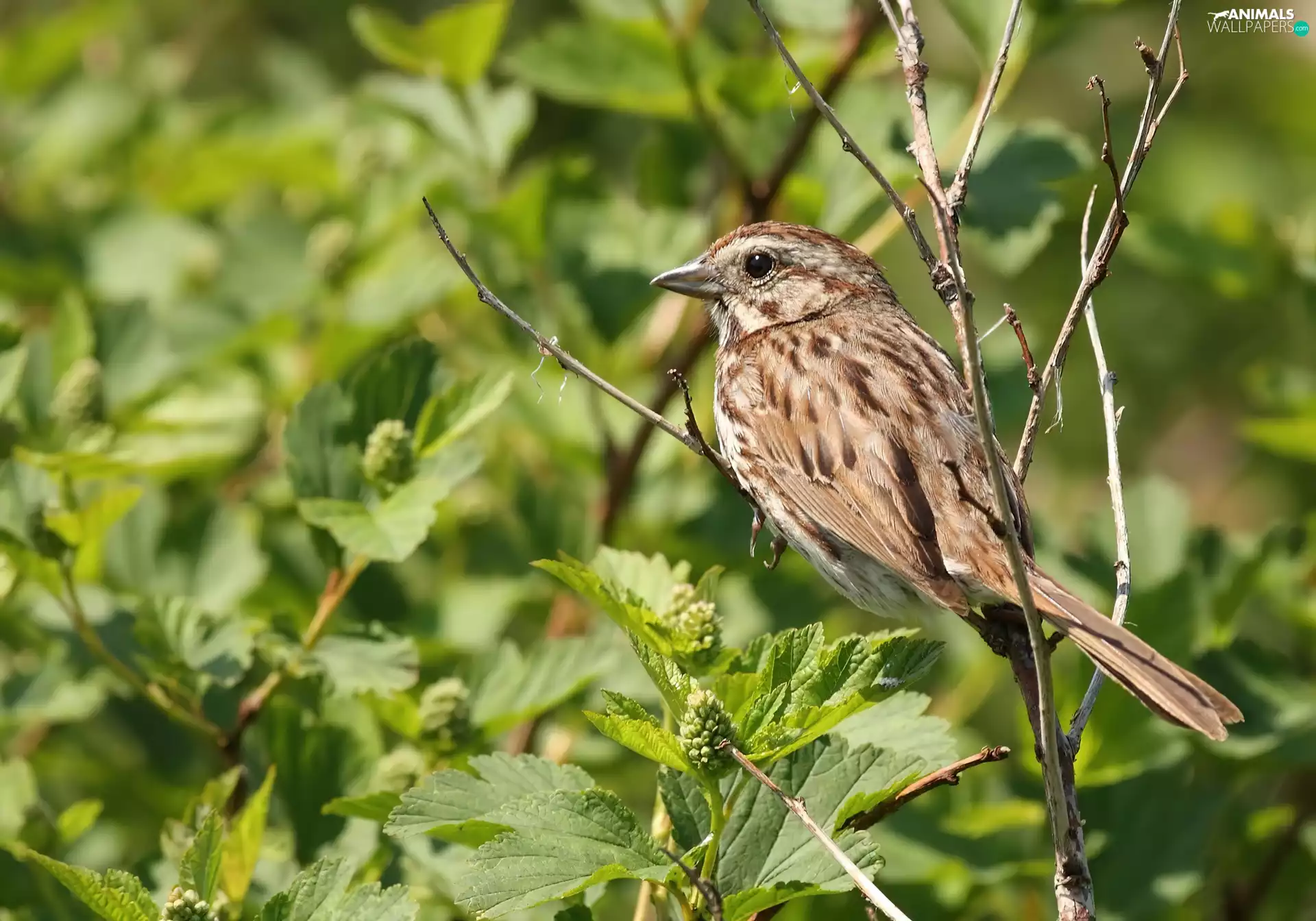 Leaf, birdies, Twigs