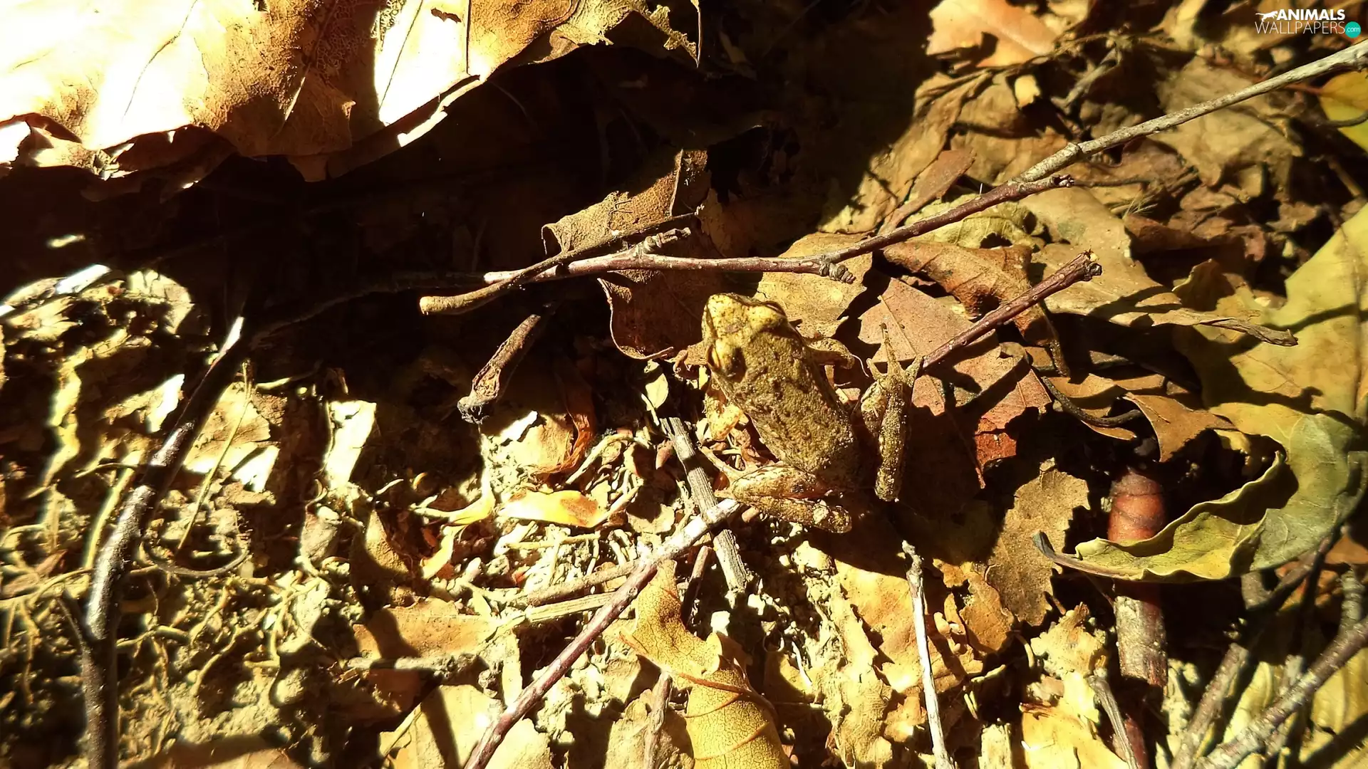 Twigs, strange frog, Leaf