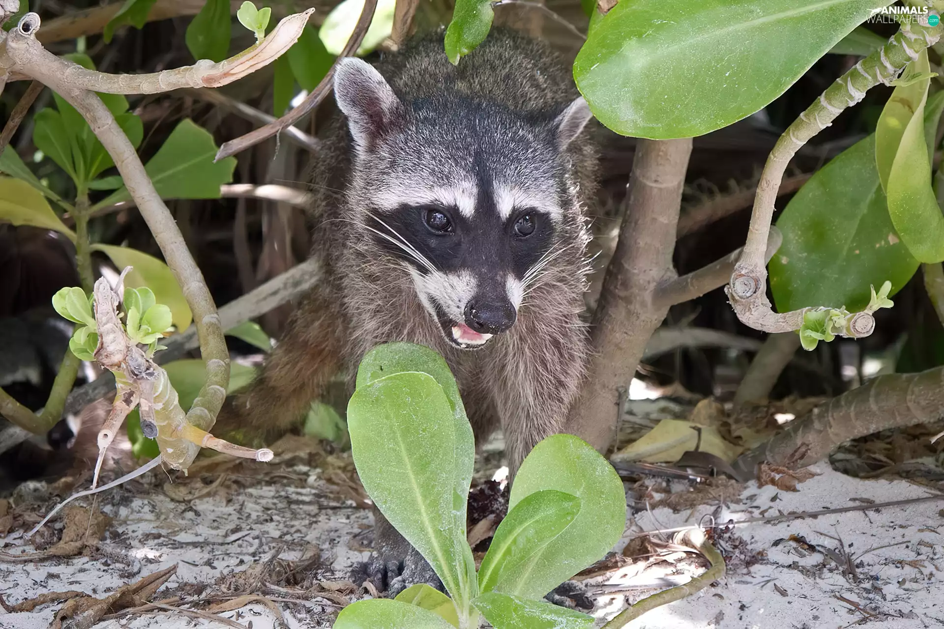 Leaf, raccoon, Twigs