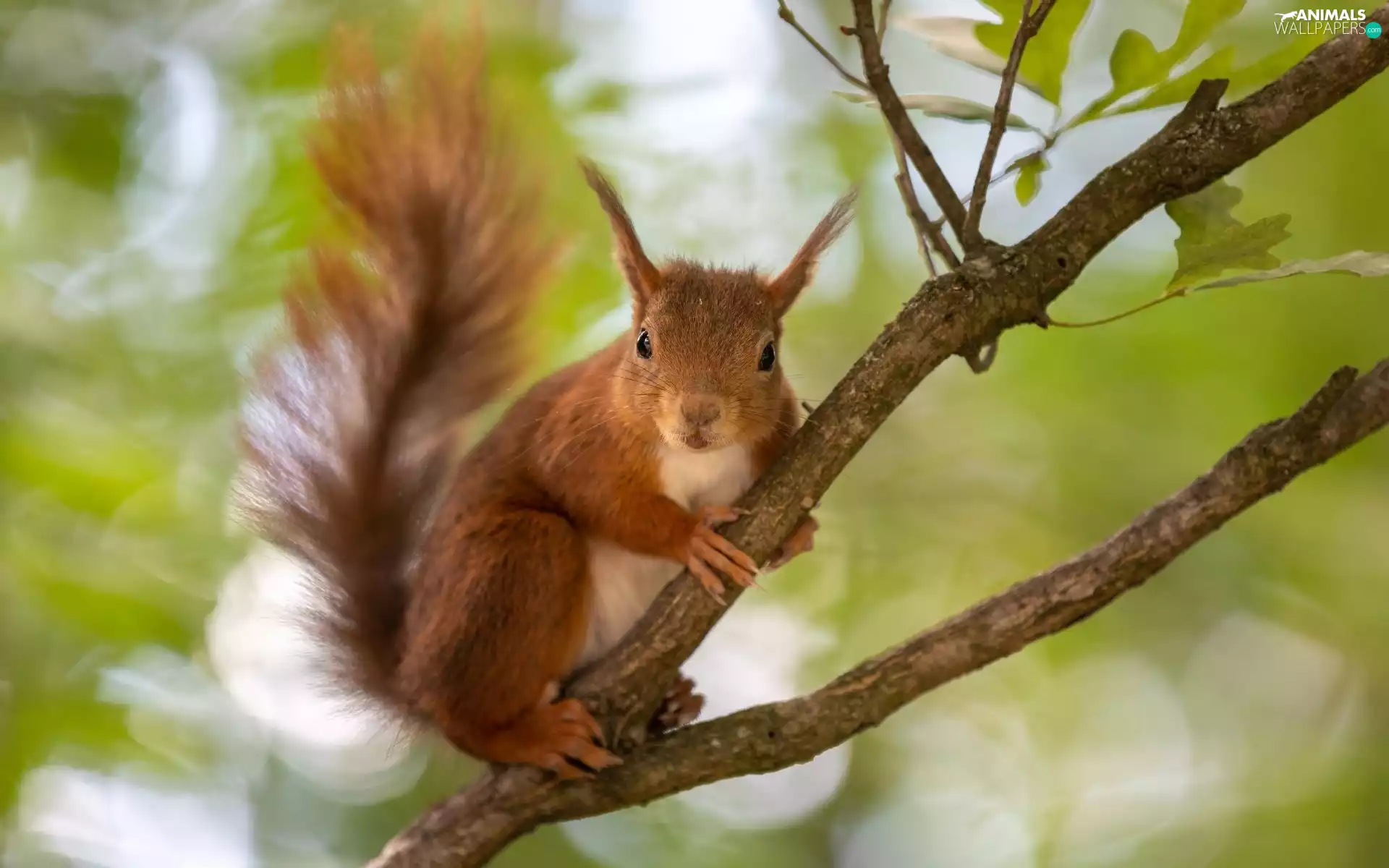 Leaf, squirrel, Twigs
