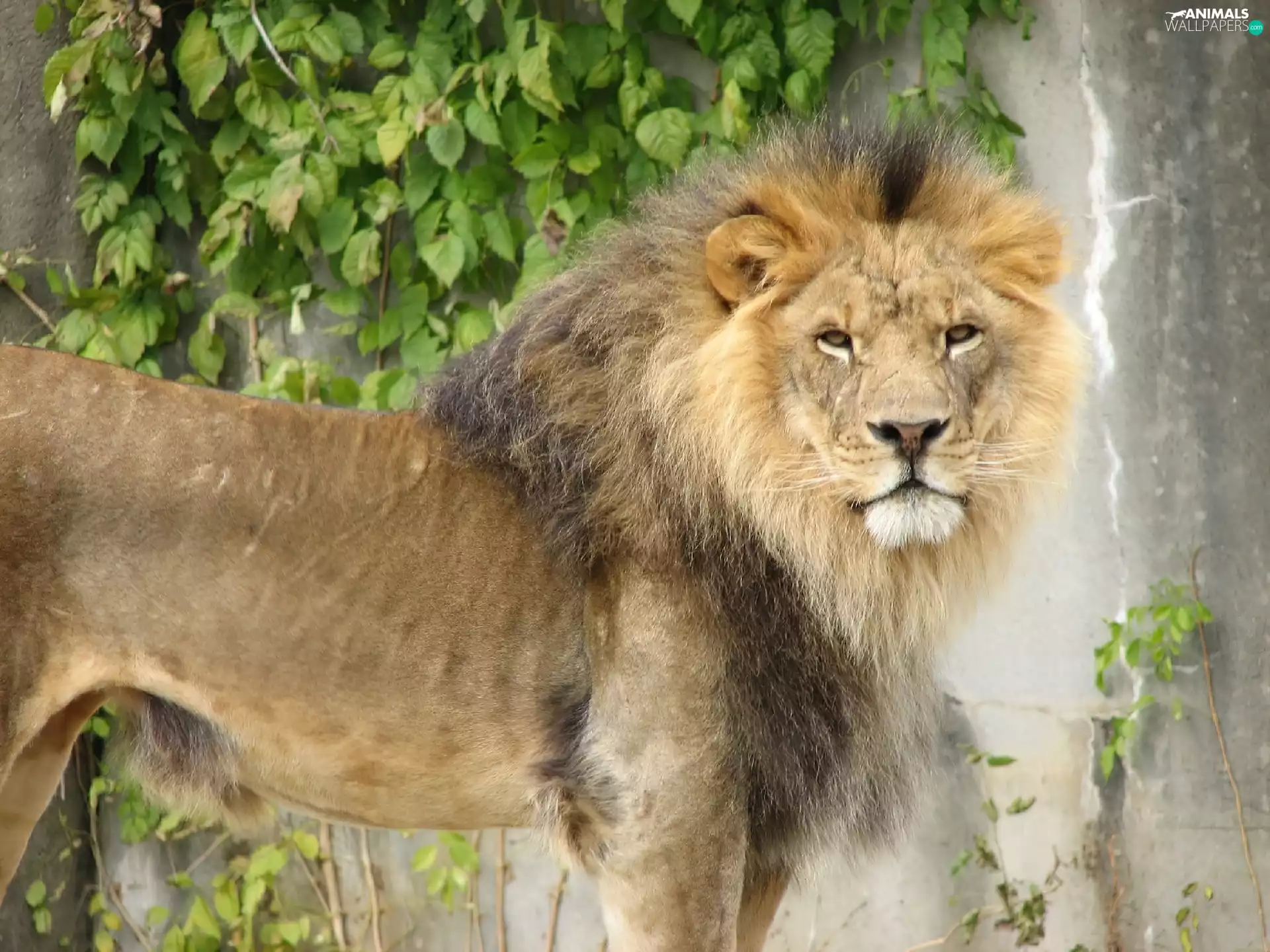 Leaf, Lion, wall