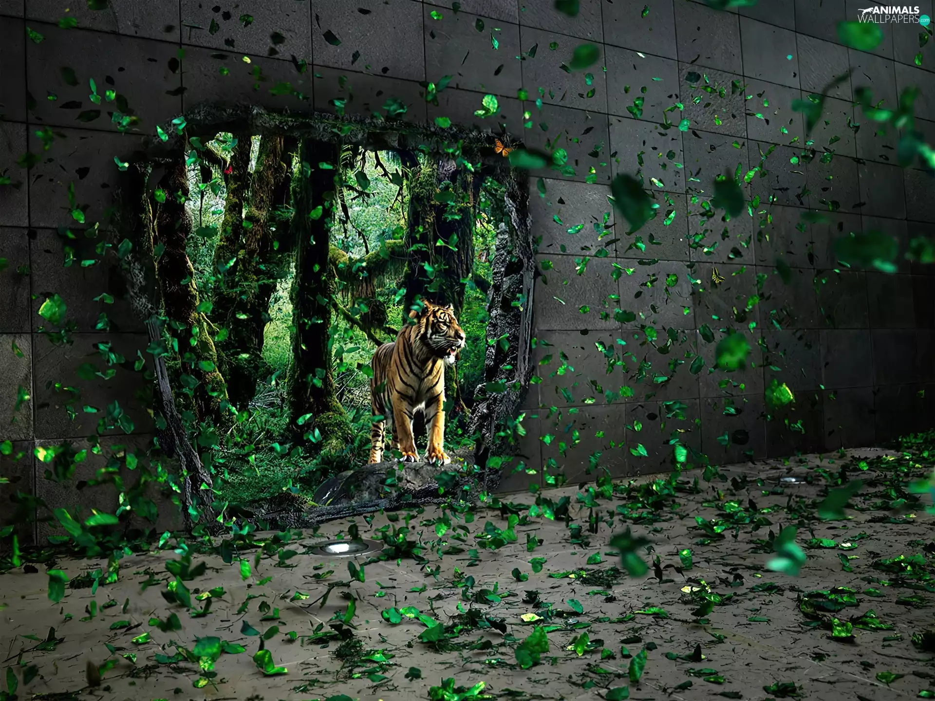 Leaf, tiger, wall
