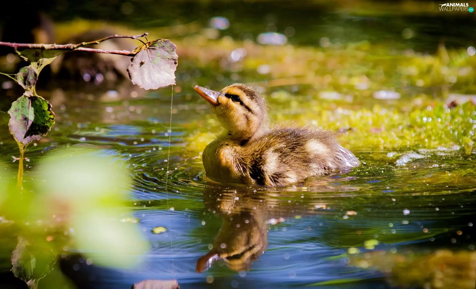 leaf, Ducky, water